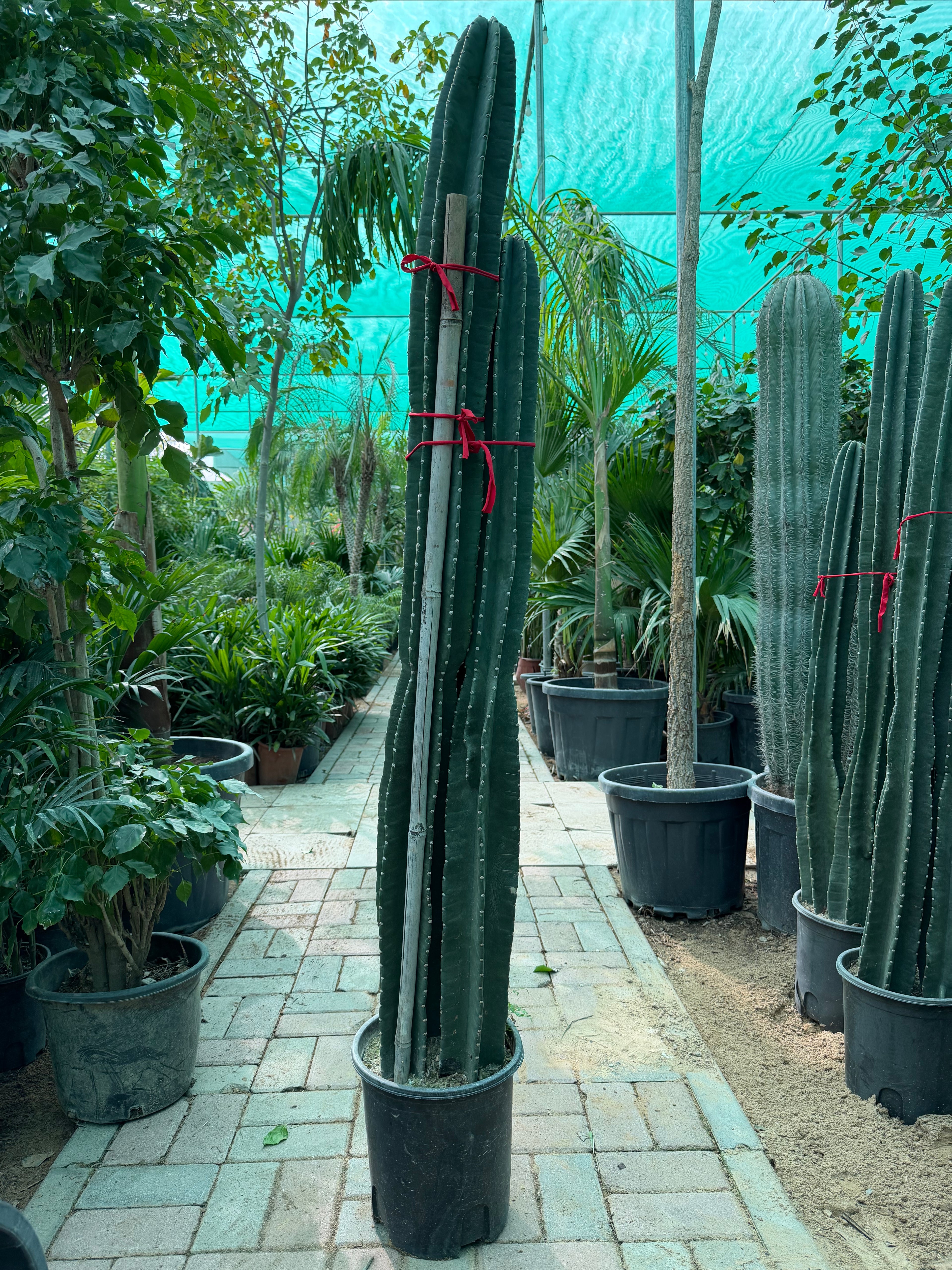 Cactus (3PP / Basket Types)