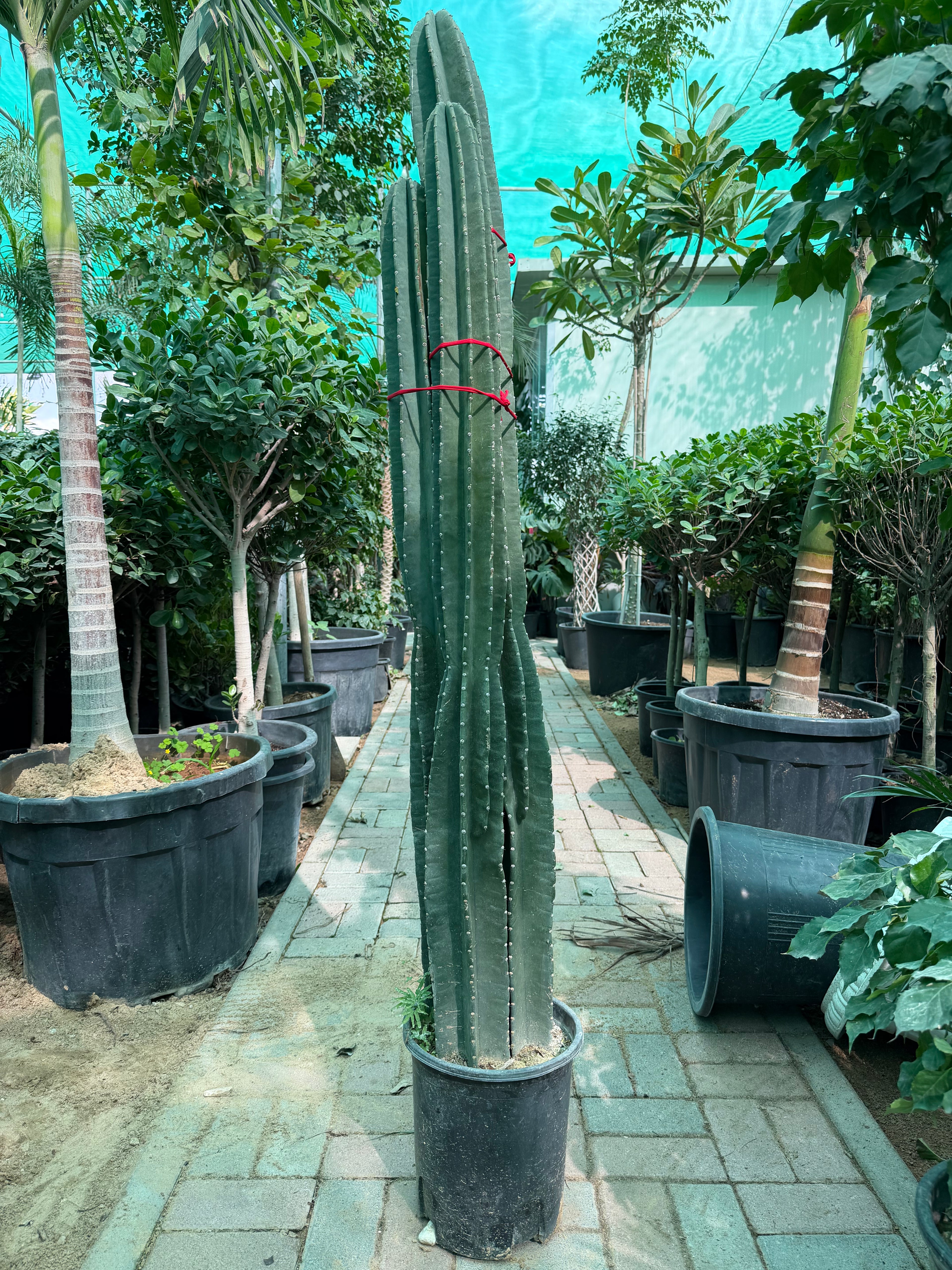 Cactus (3PP / Basket Types)