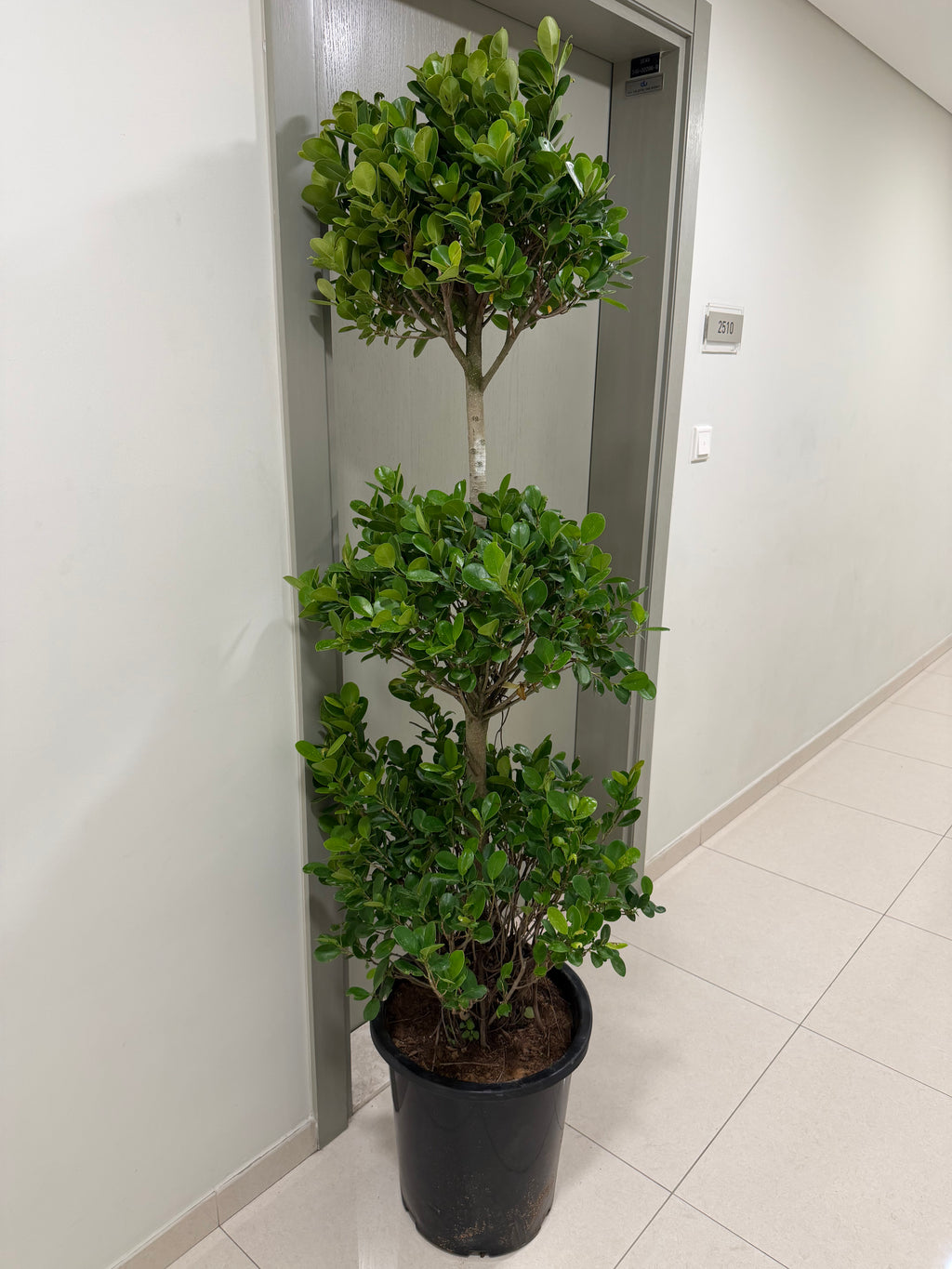 Ficus 3 Step
