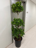Ficus 3 Step