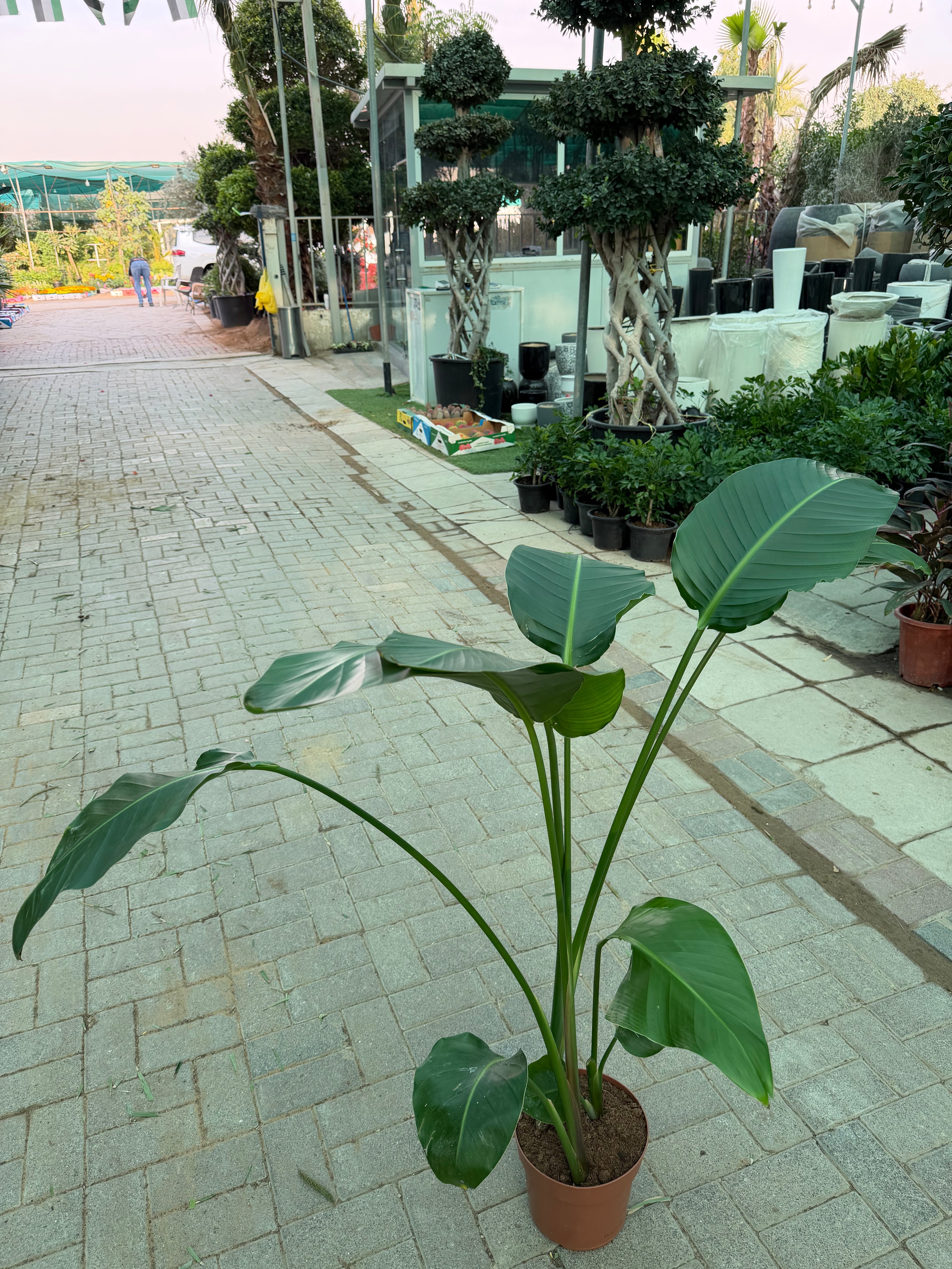Bird of Paradise