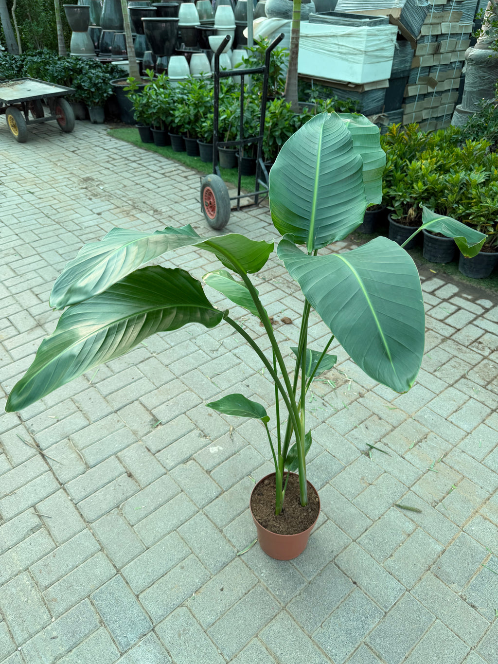 Bird of Paradise