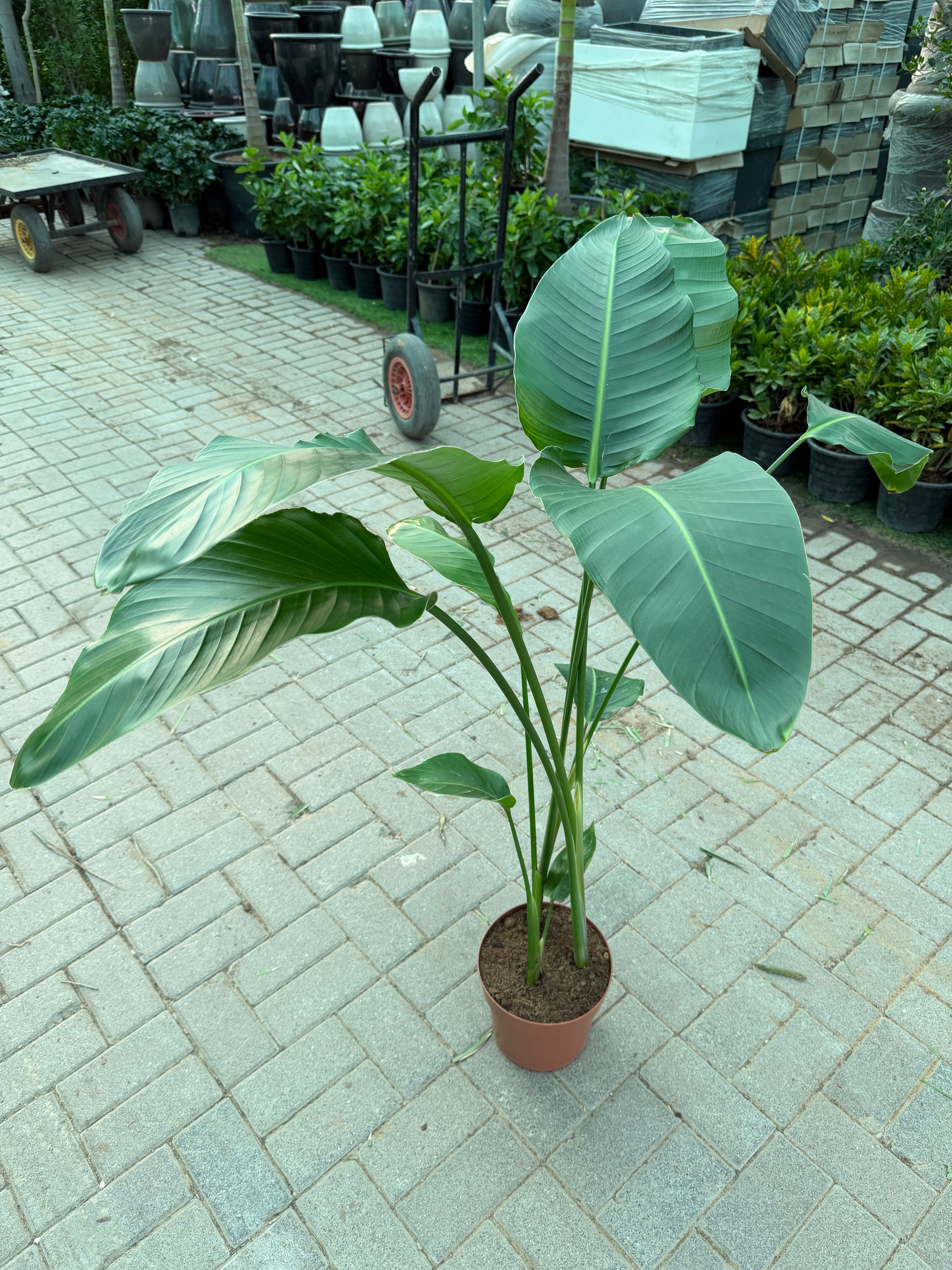 Bird of Paradise