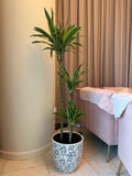 Dracaena Lemon Lime – Premium Indoor Plant in White Embroidered Pot