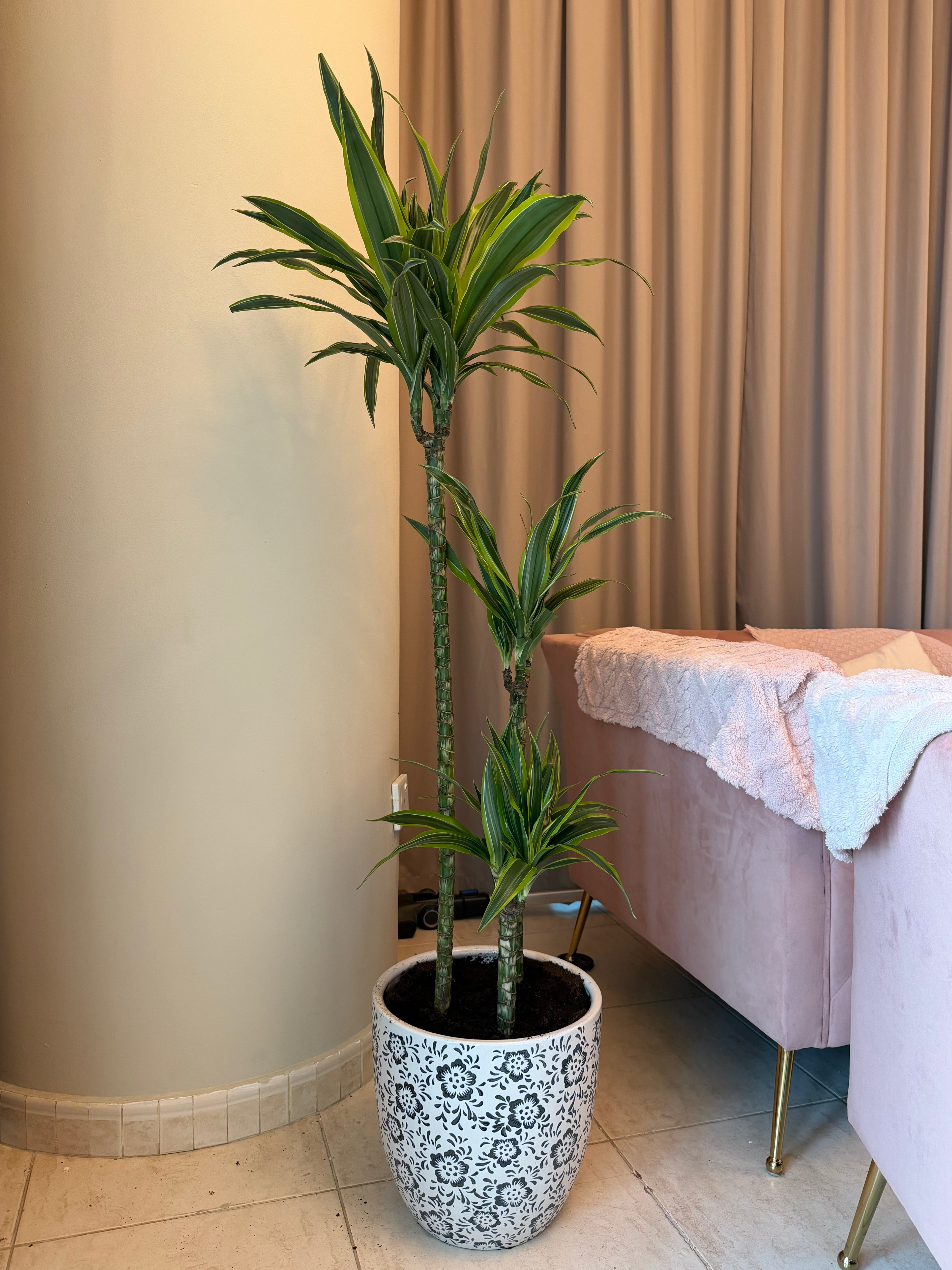 Dracaena Lemon Lime – Premium Indoor Plant in White Embroidered Pot