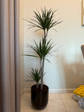 Dracaena Marginata – Beautiful Indoor Plant in Premium Black Pot