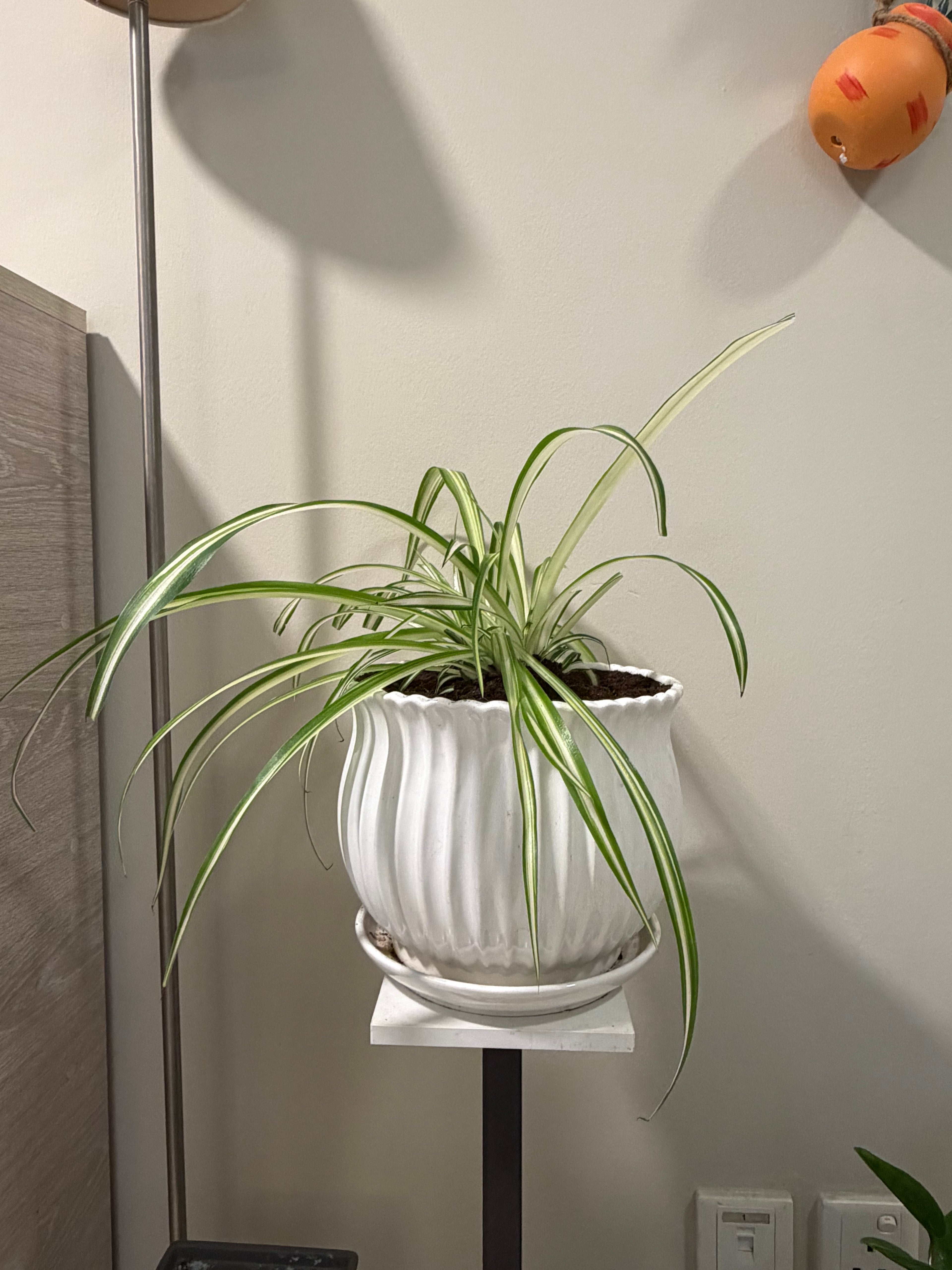 Pandanus – Low Maintenance Luxury Indoor Plant