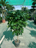 Radermachera Sinica