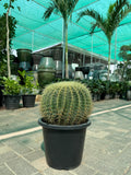 Echinocactus