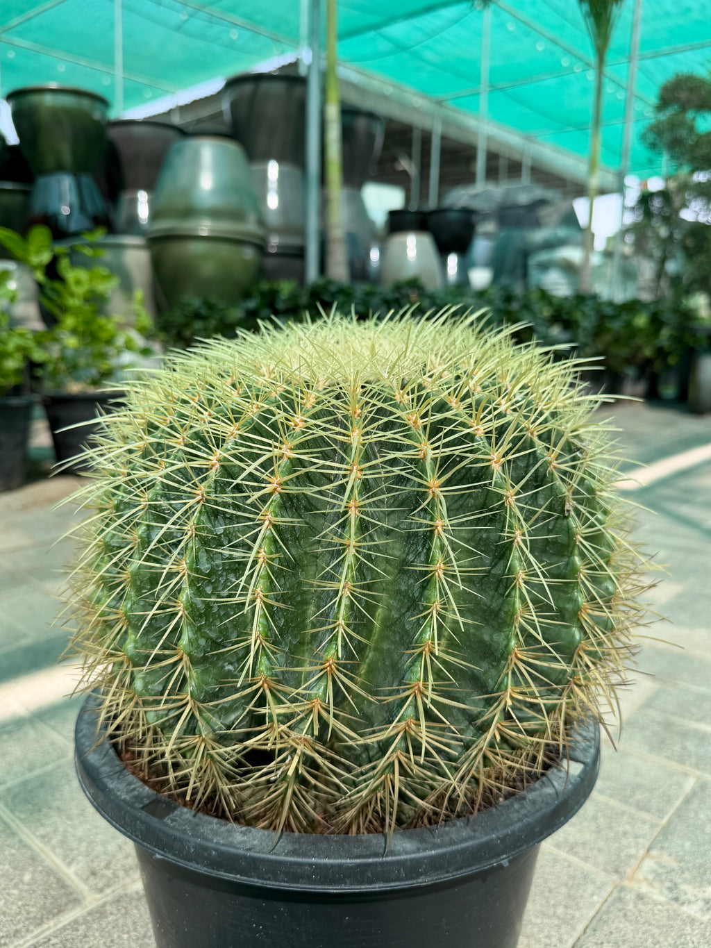 Echinocactus