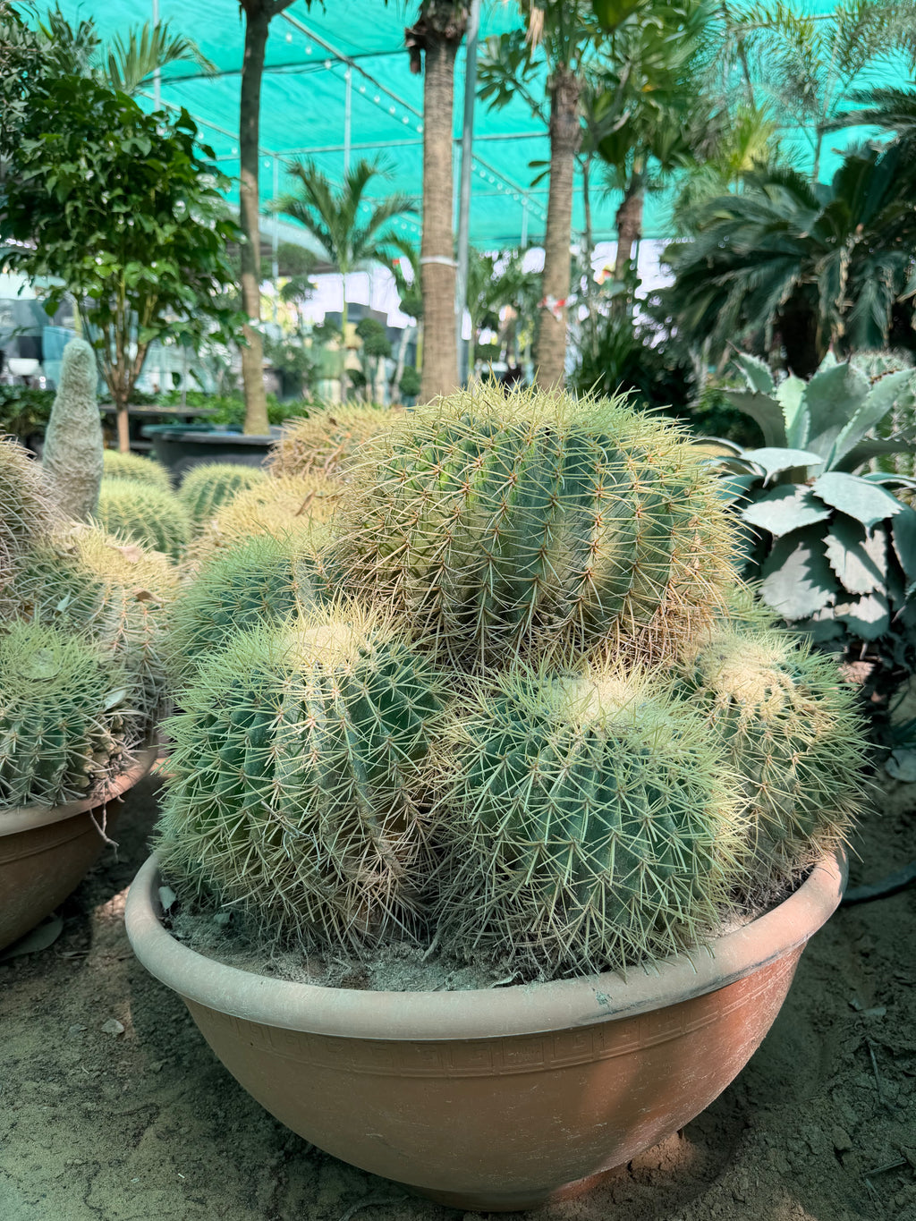 Echinocactus