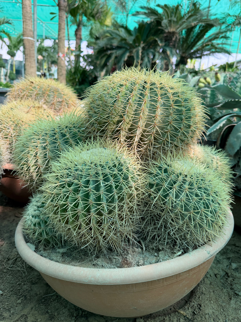 Echinocactus