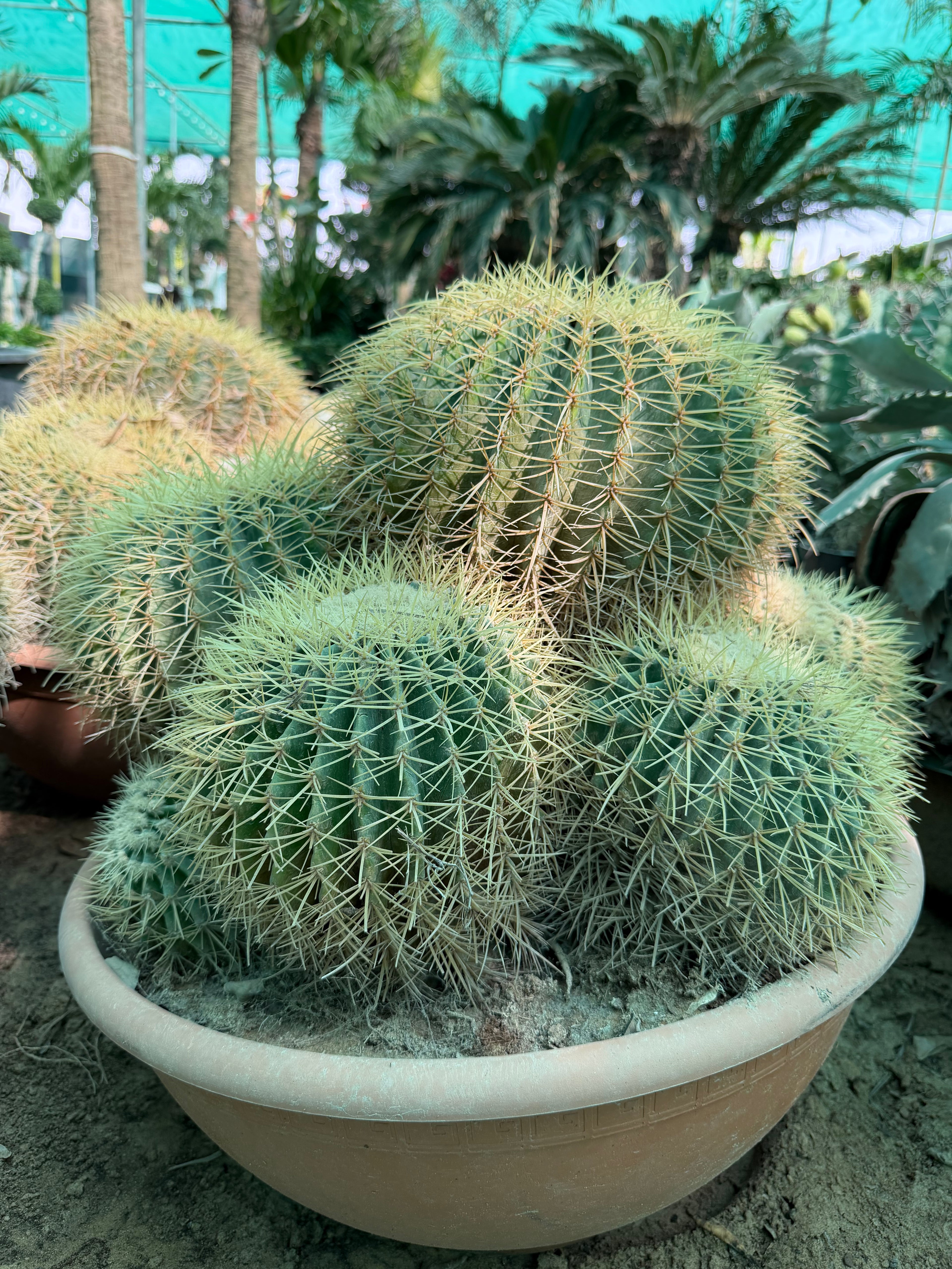 Echinocactus