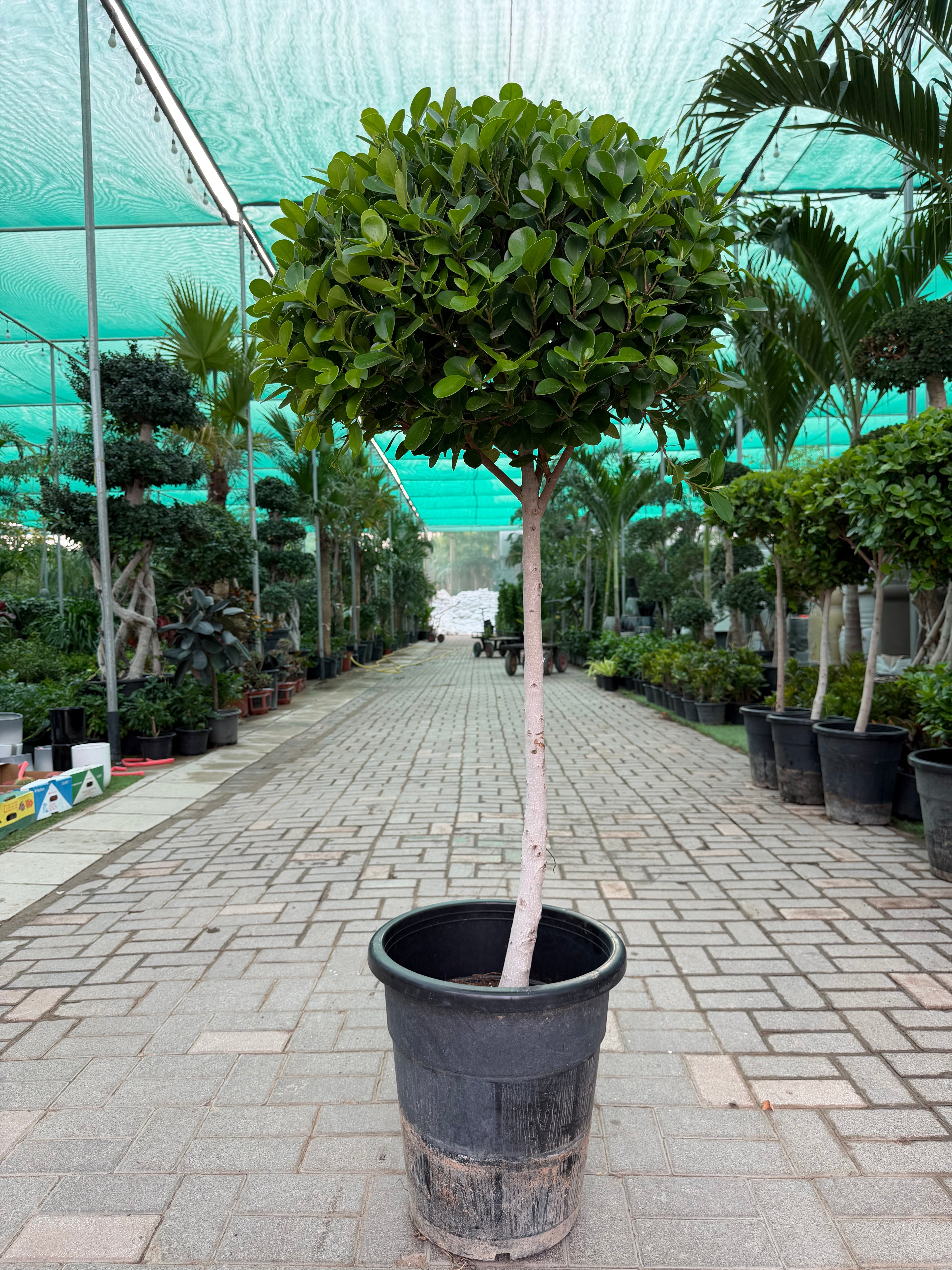 Ficus Panda - single head