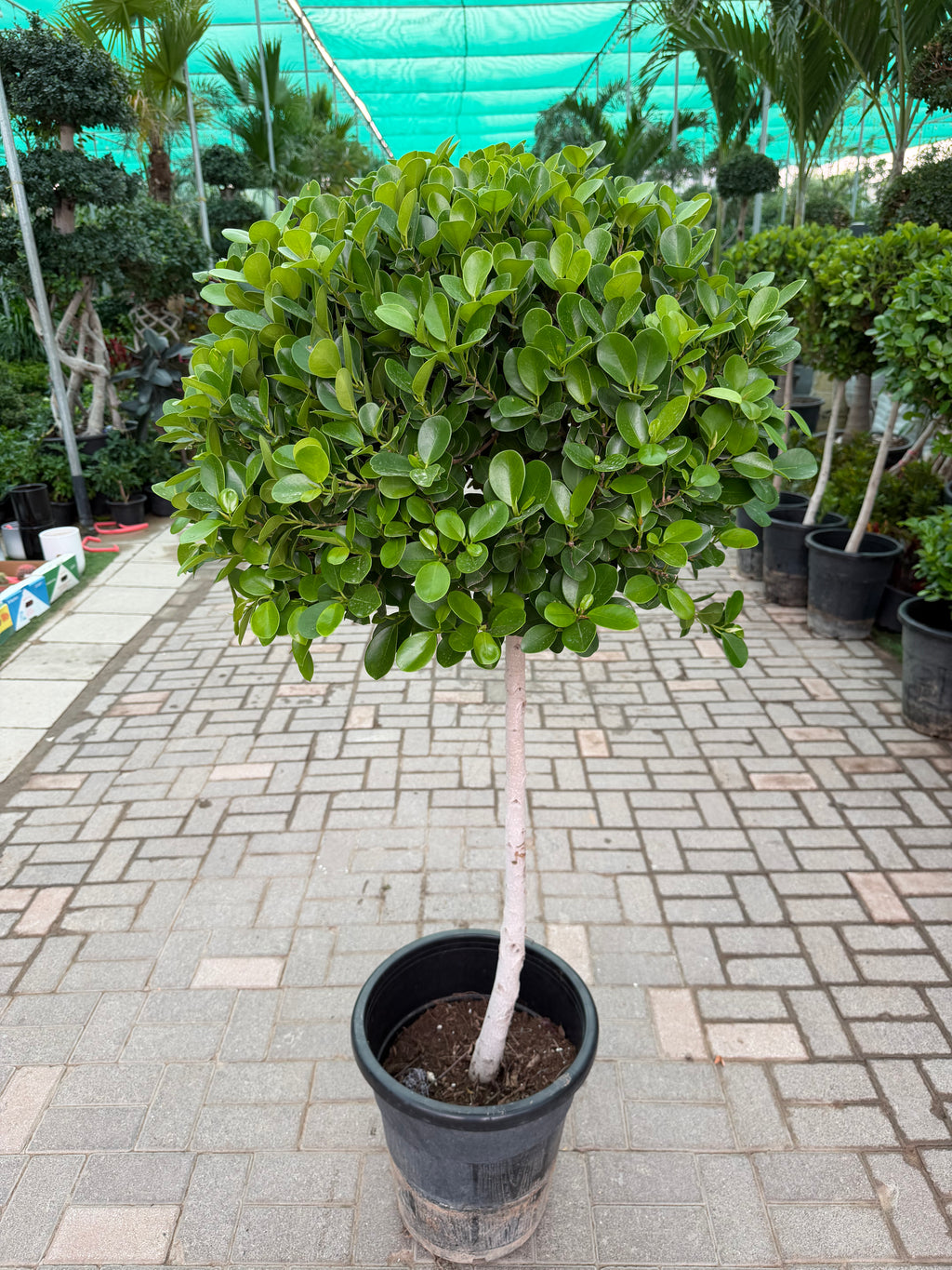 Ficus Panda - single head