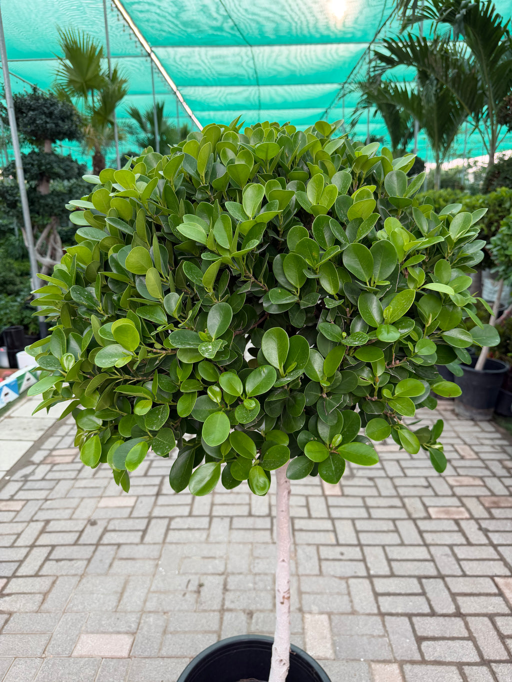 Ficus Panda - single head