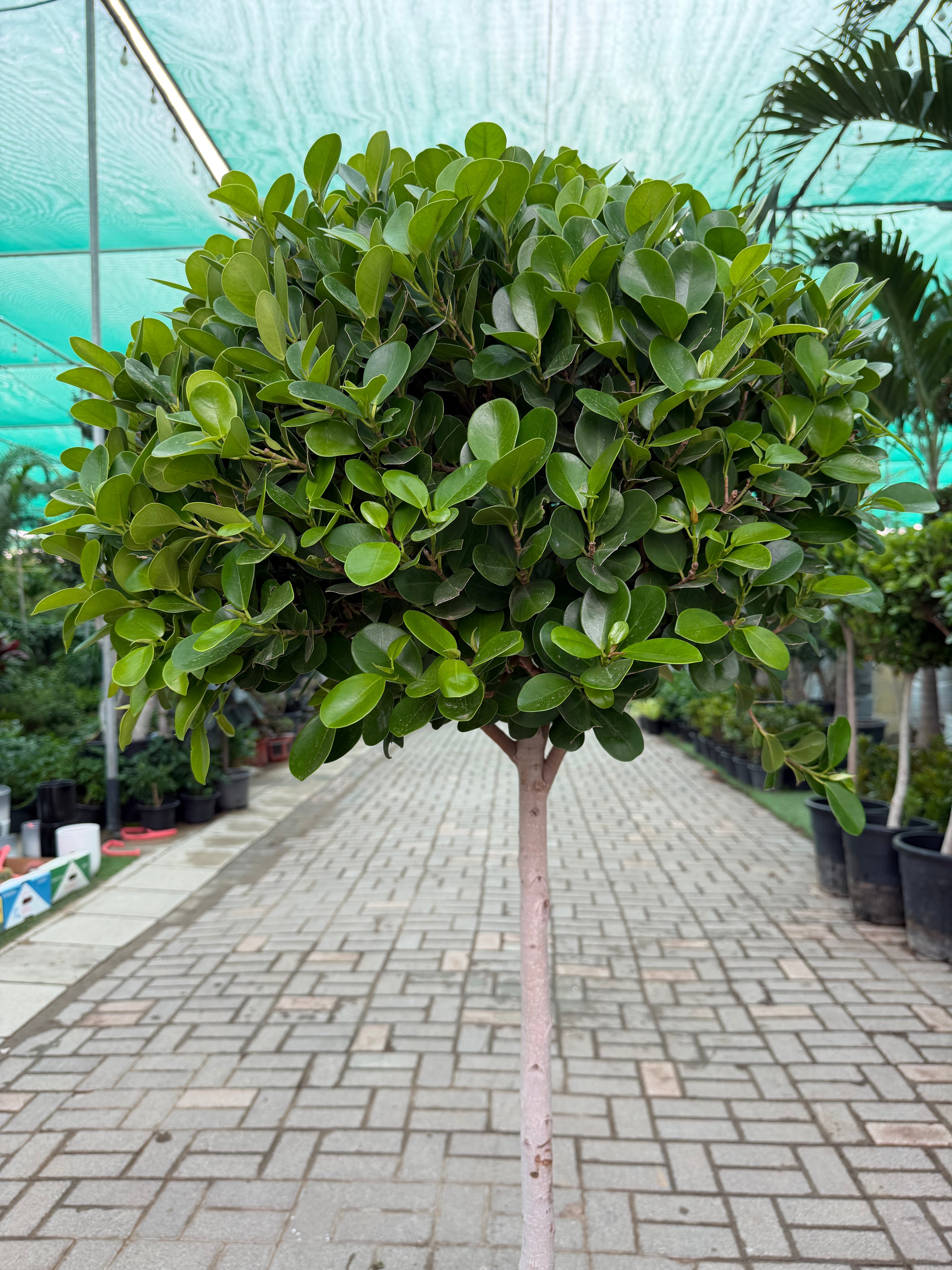 Ficus Panda - single head