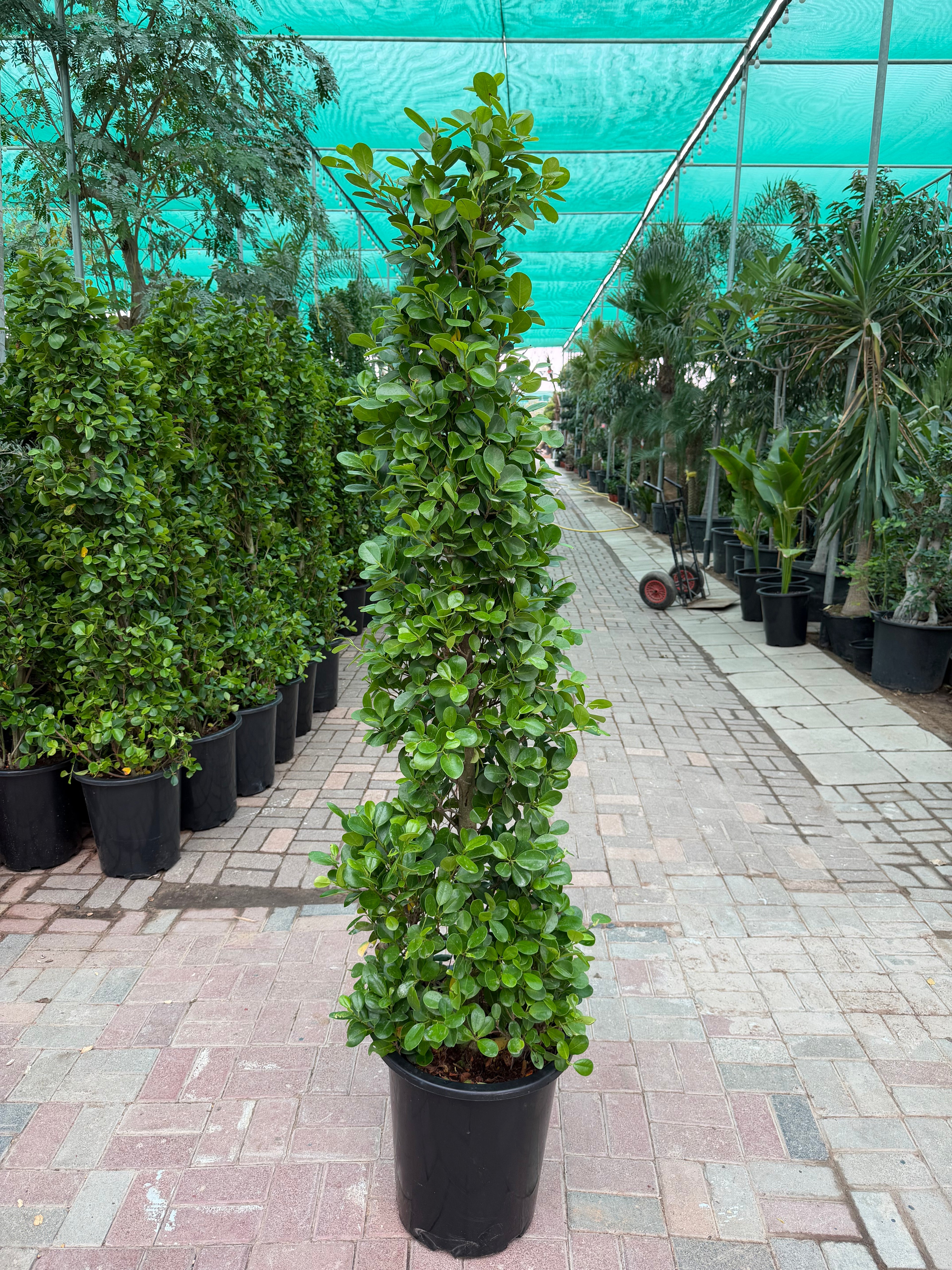Ficus Cone