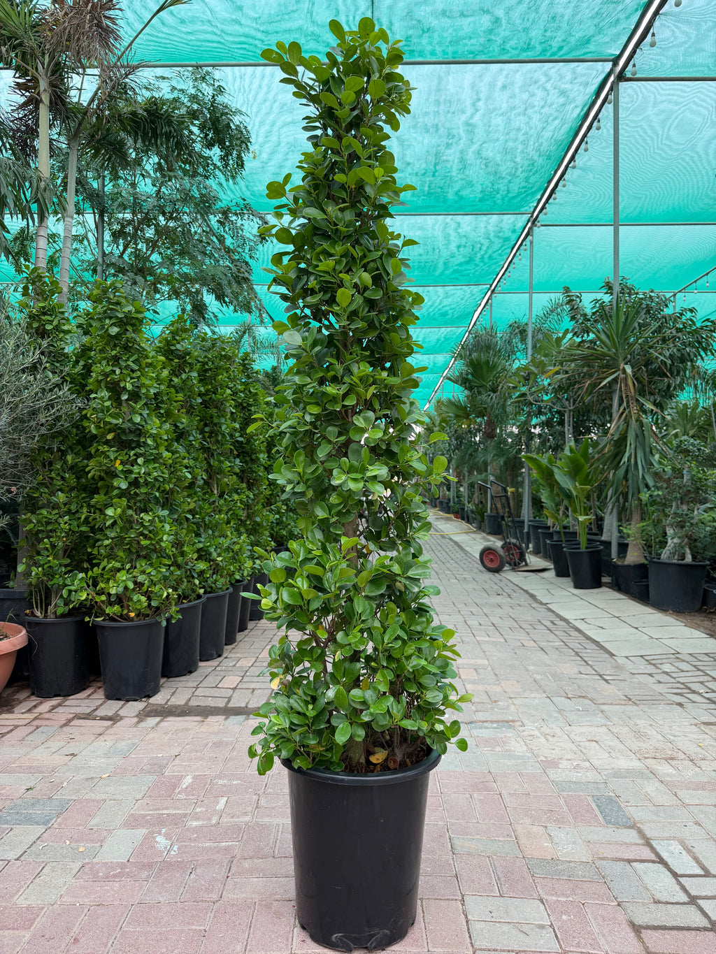 Ficus Cone