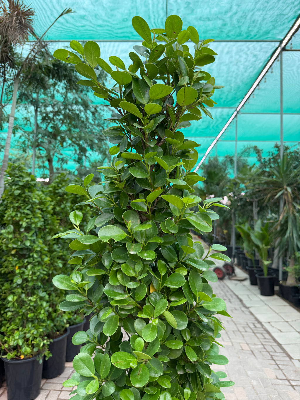 Ficus Cone