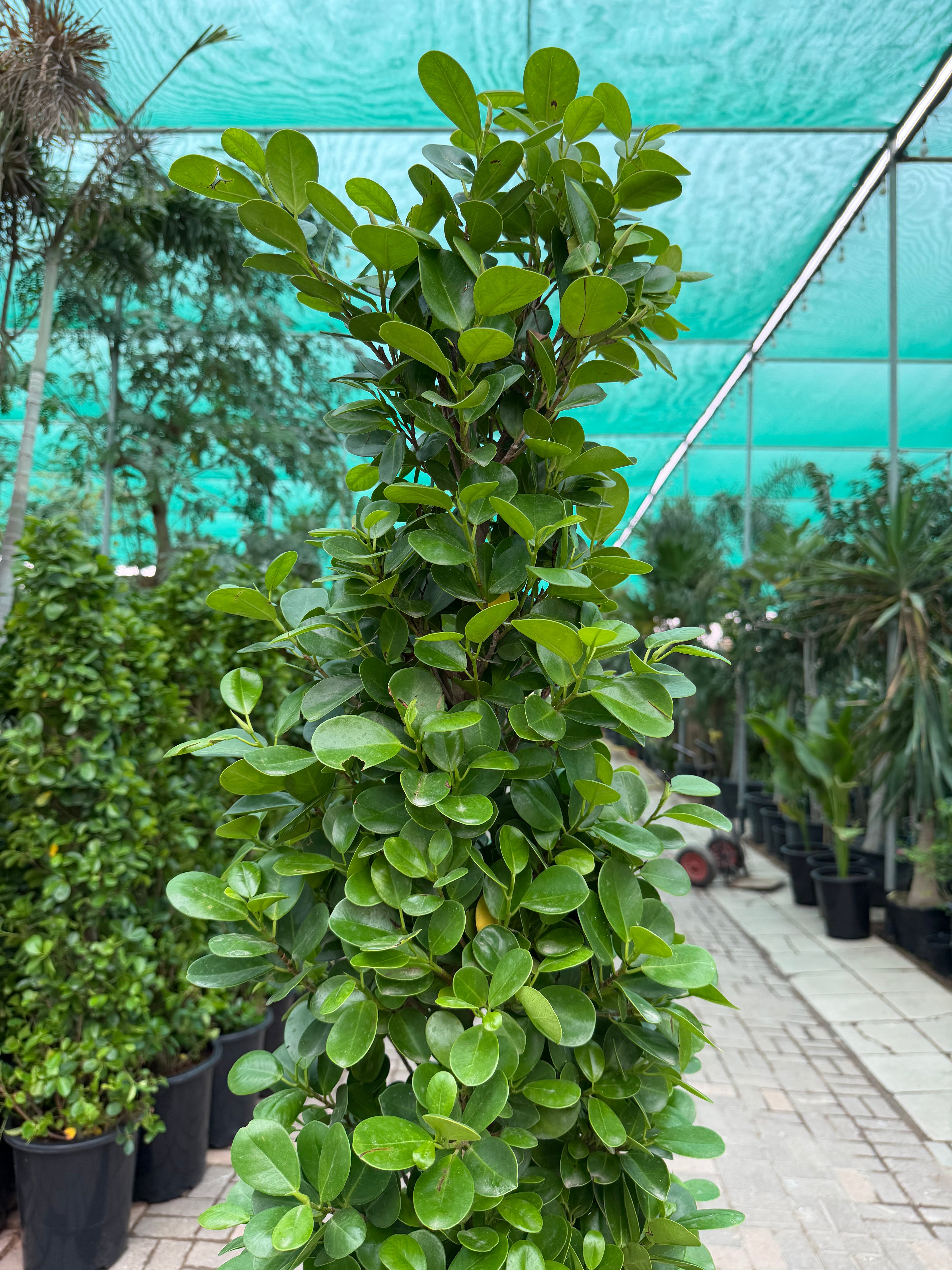 Ficus Cone