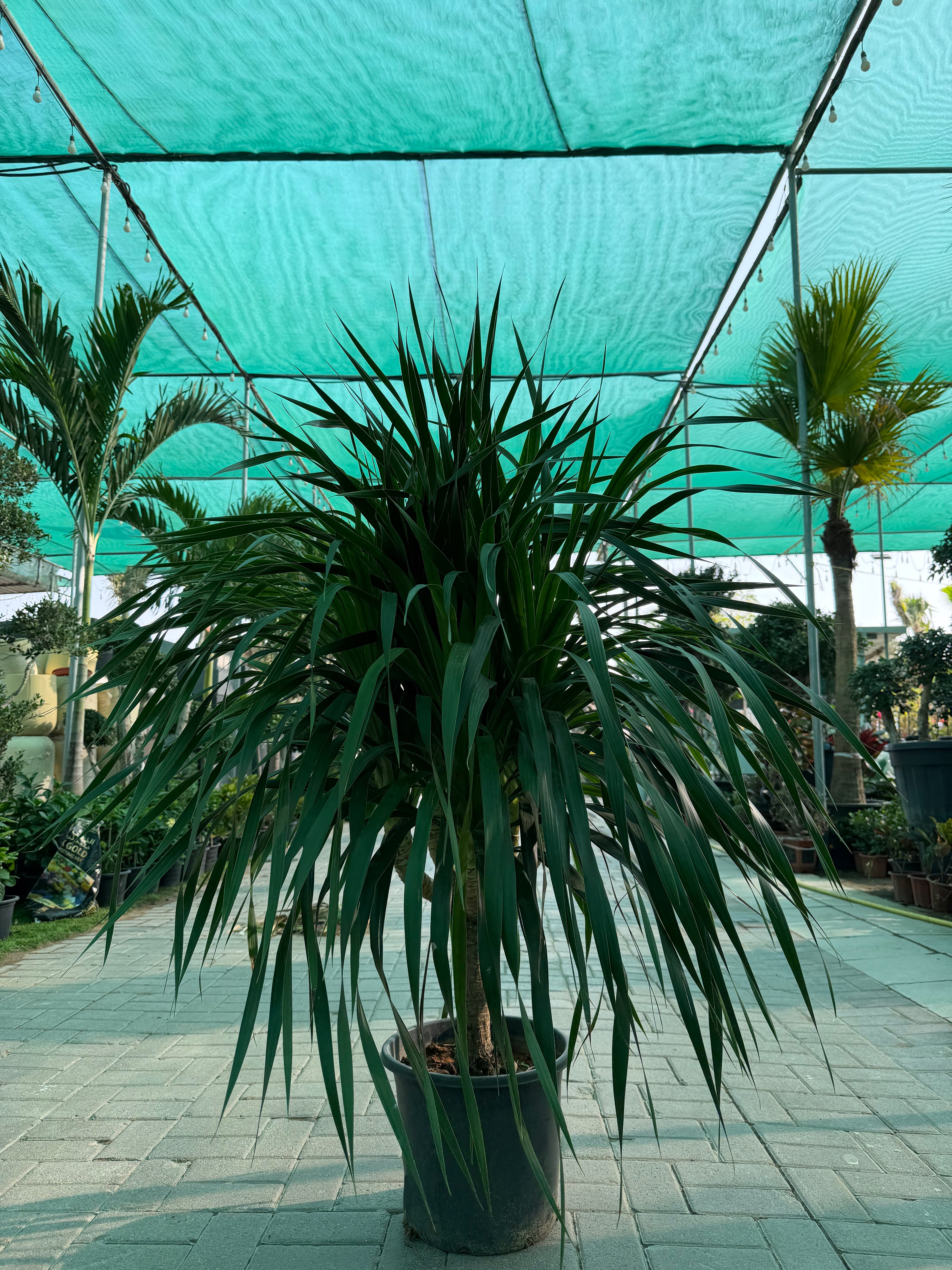 Dracaena Draco