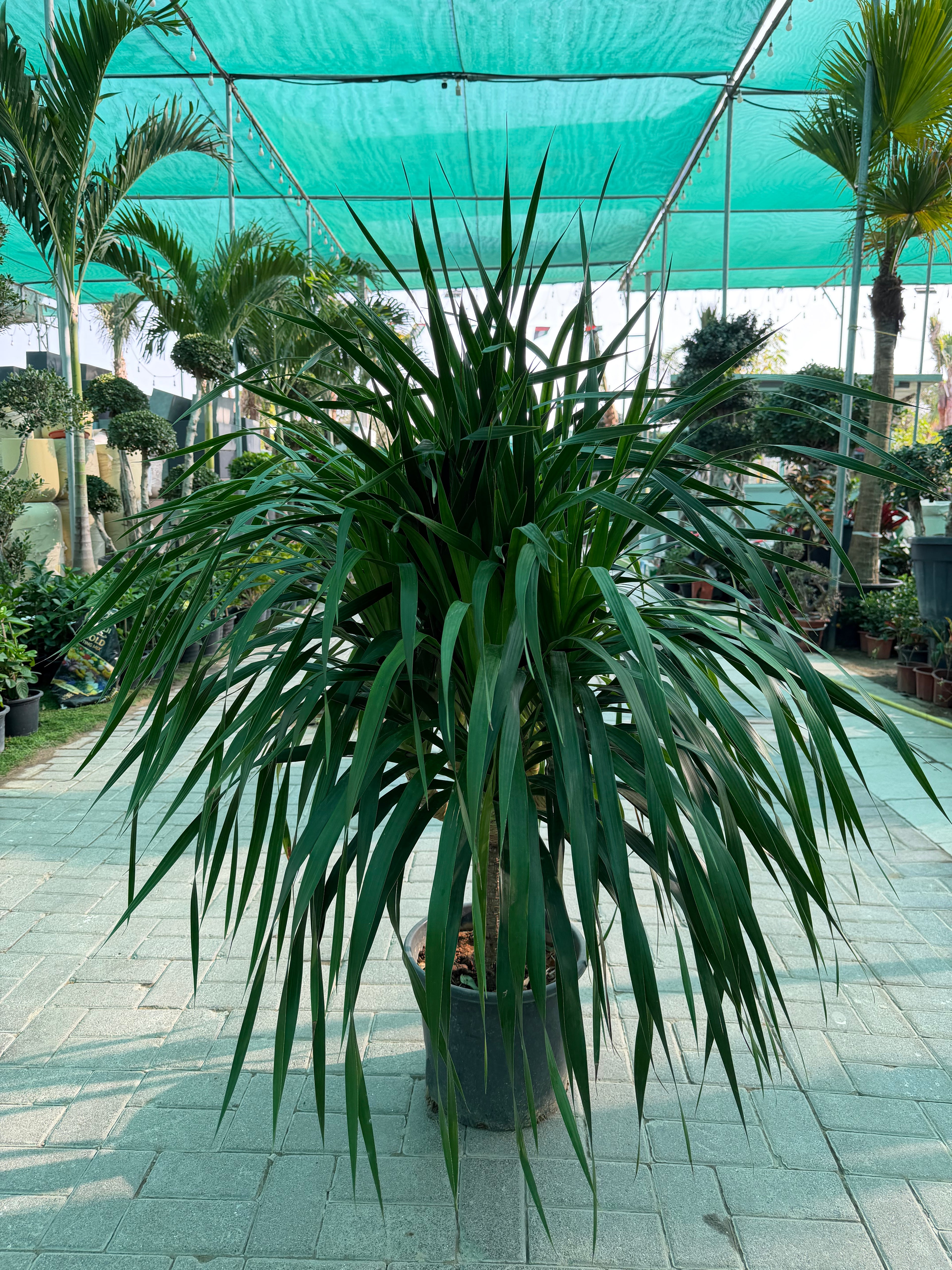 Dracaena Draco
