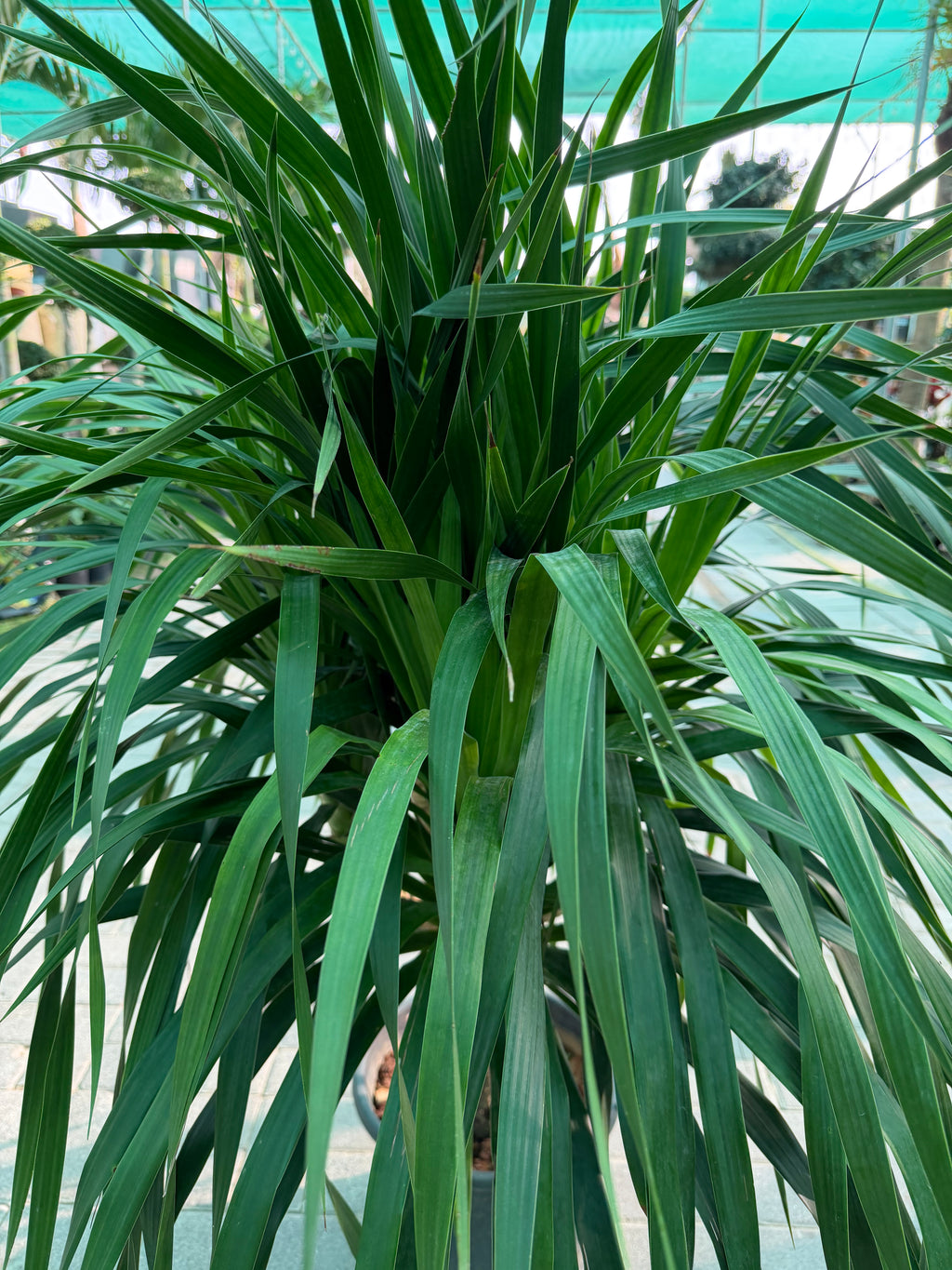 Dracaena Draco