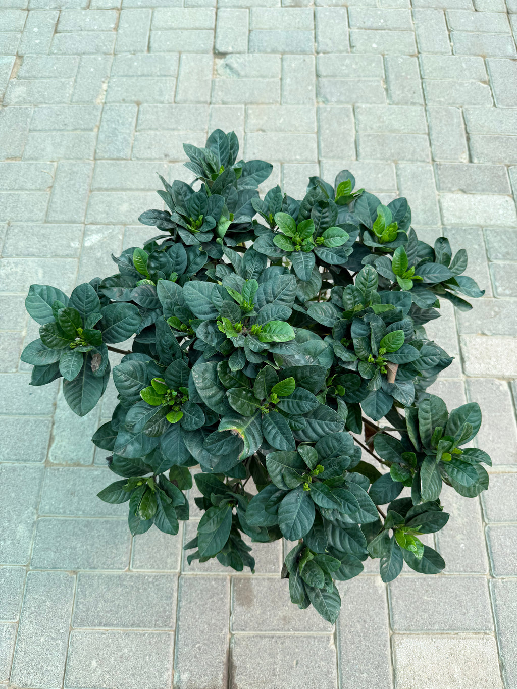 Gardenia