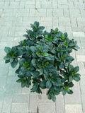 Gardenia