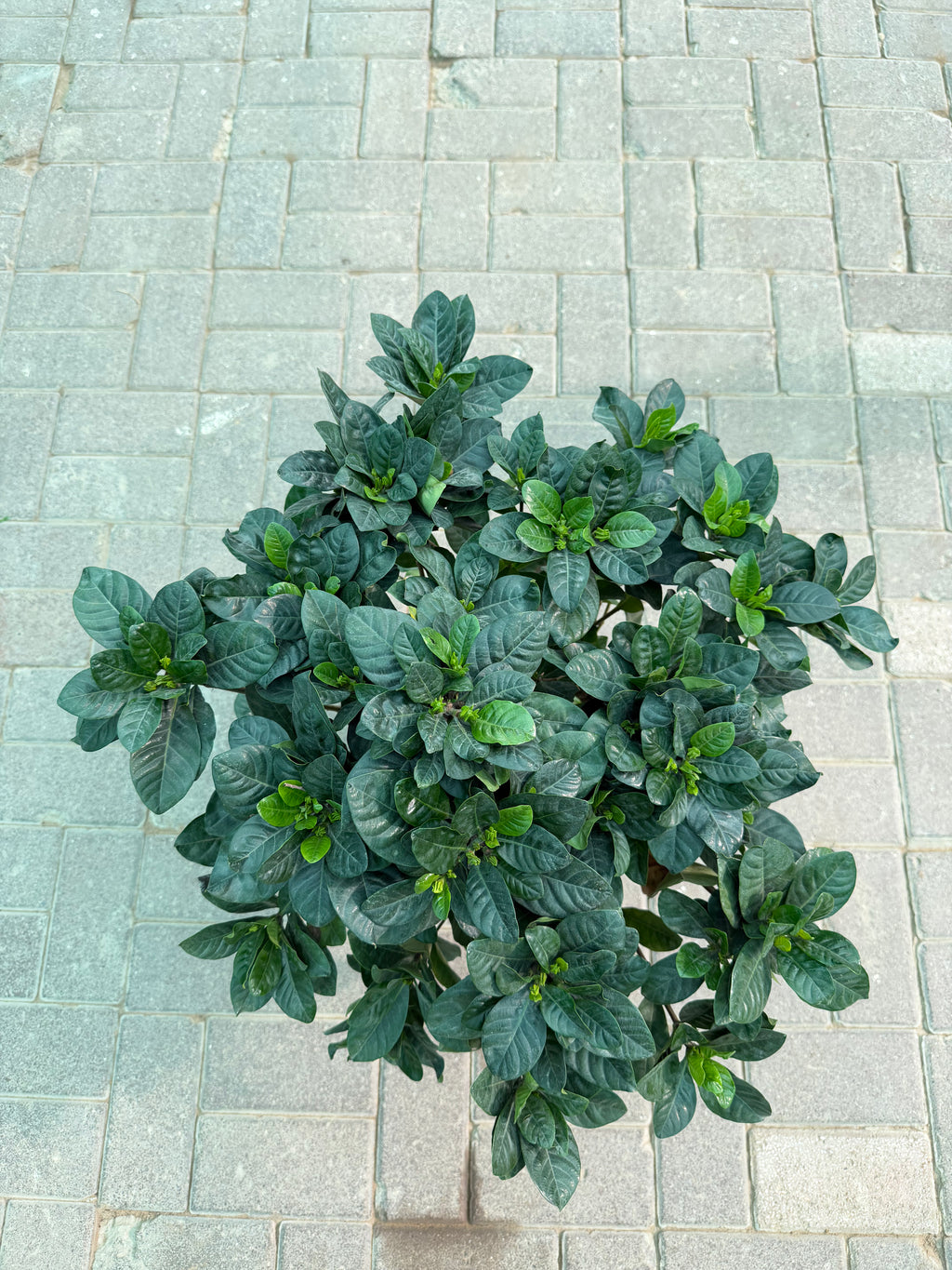 Gardenia
