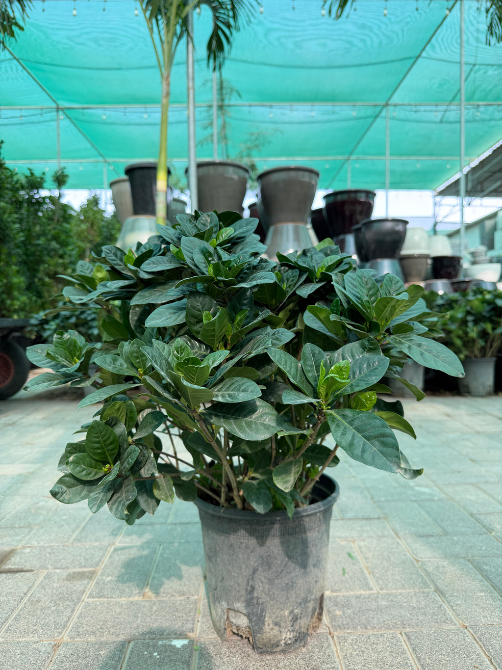 Gardenia