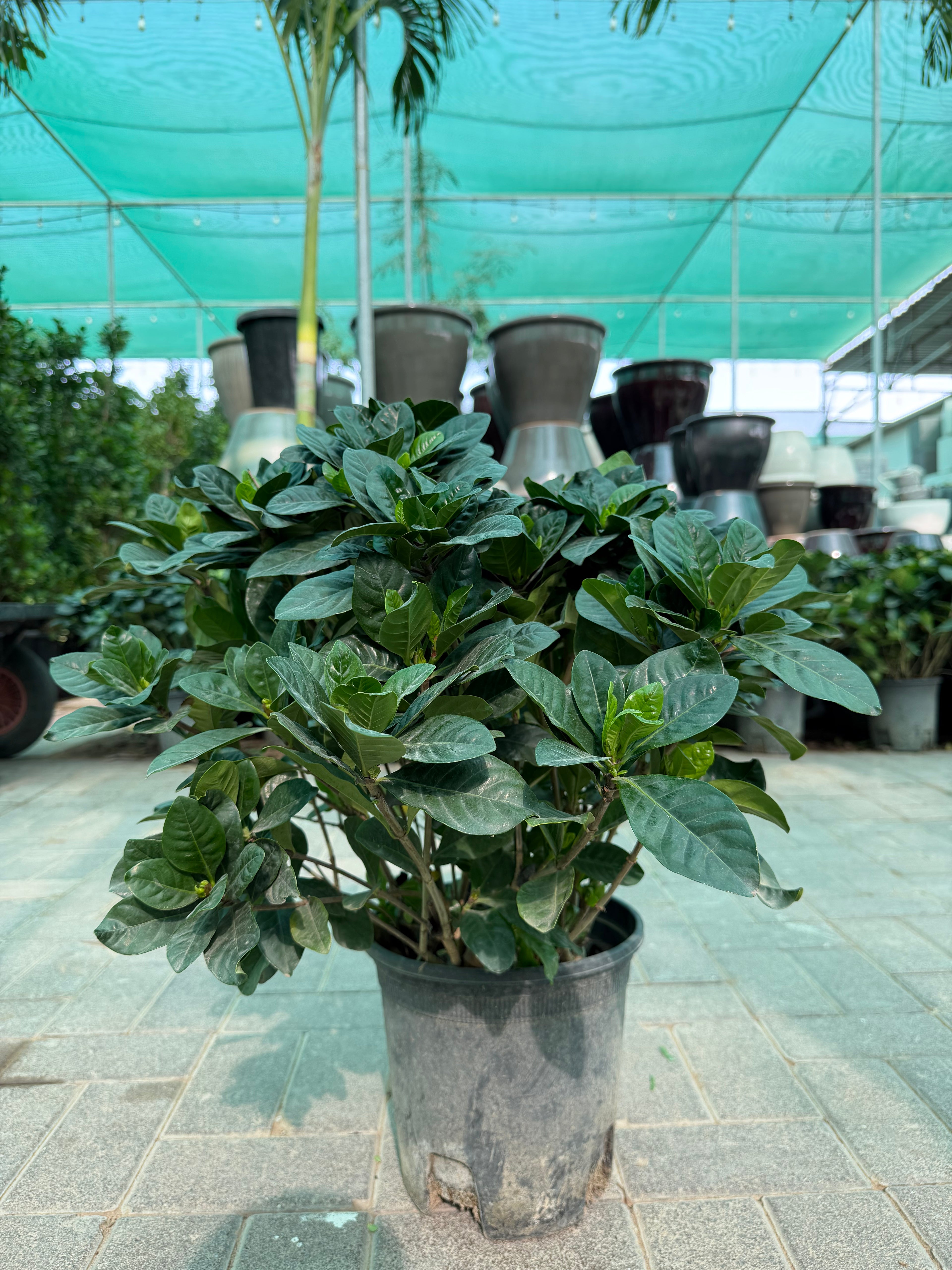 Gardenia