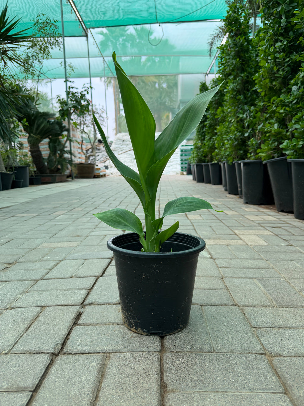 Canna Lily