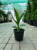 Canna Lily
