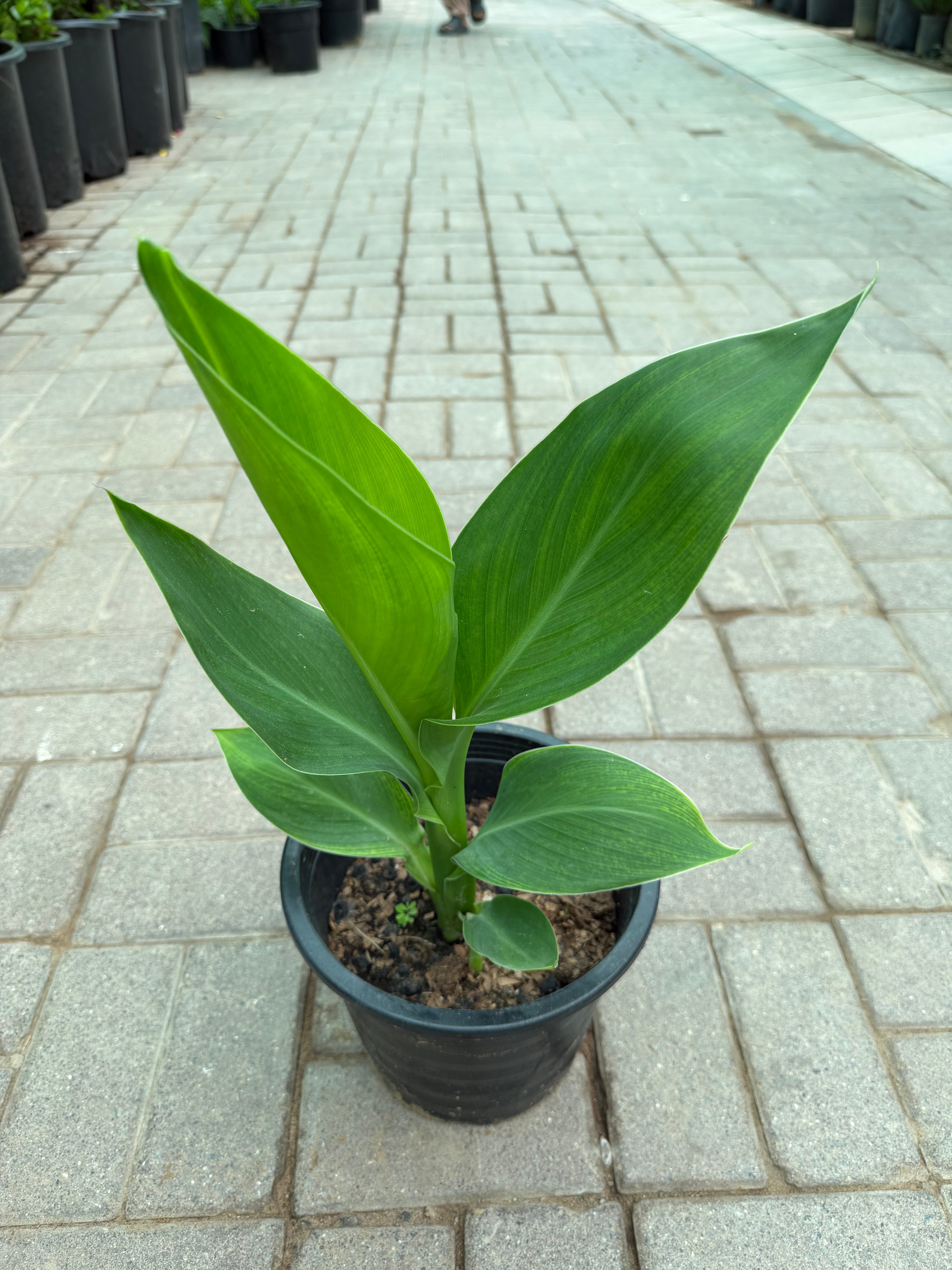 Canna Lily