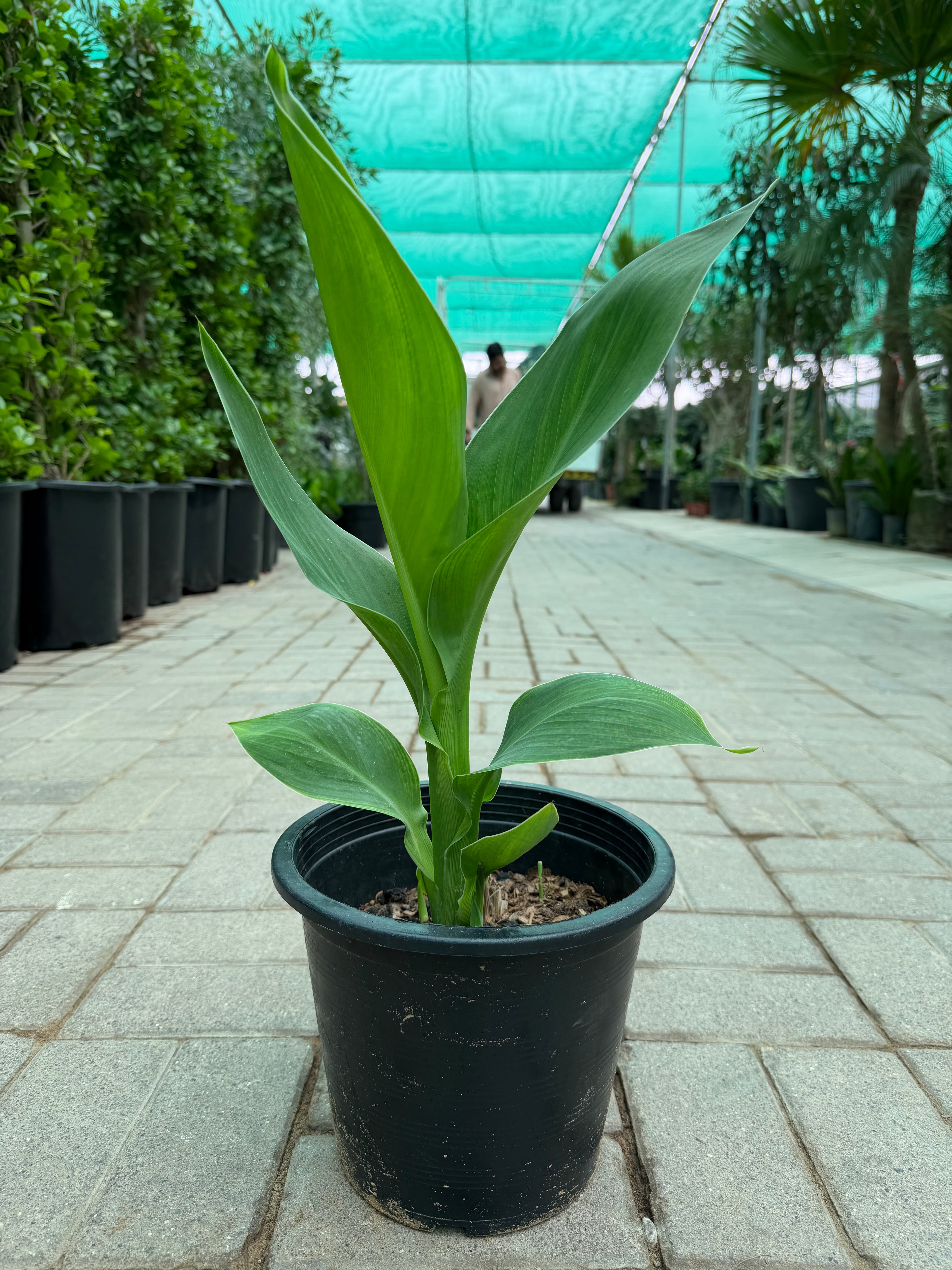 Canna Lily