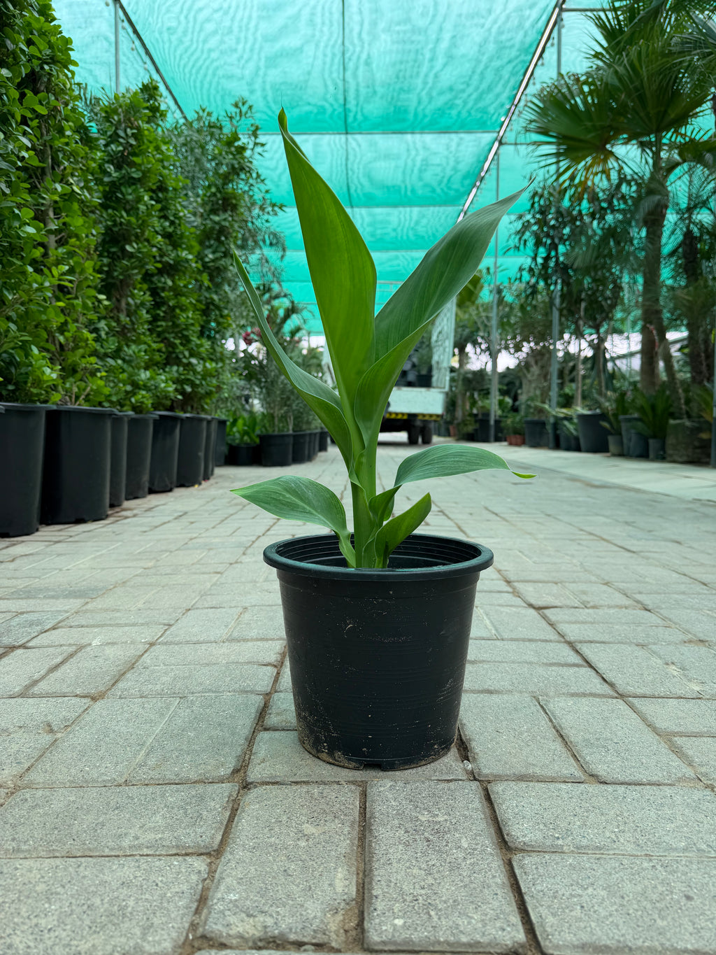 Canna Lily