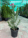 Nerium Oleander