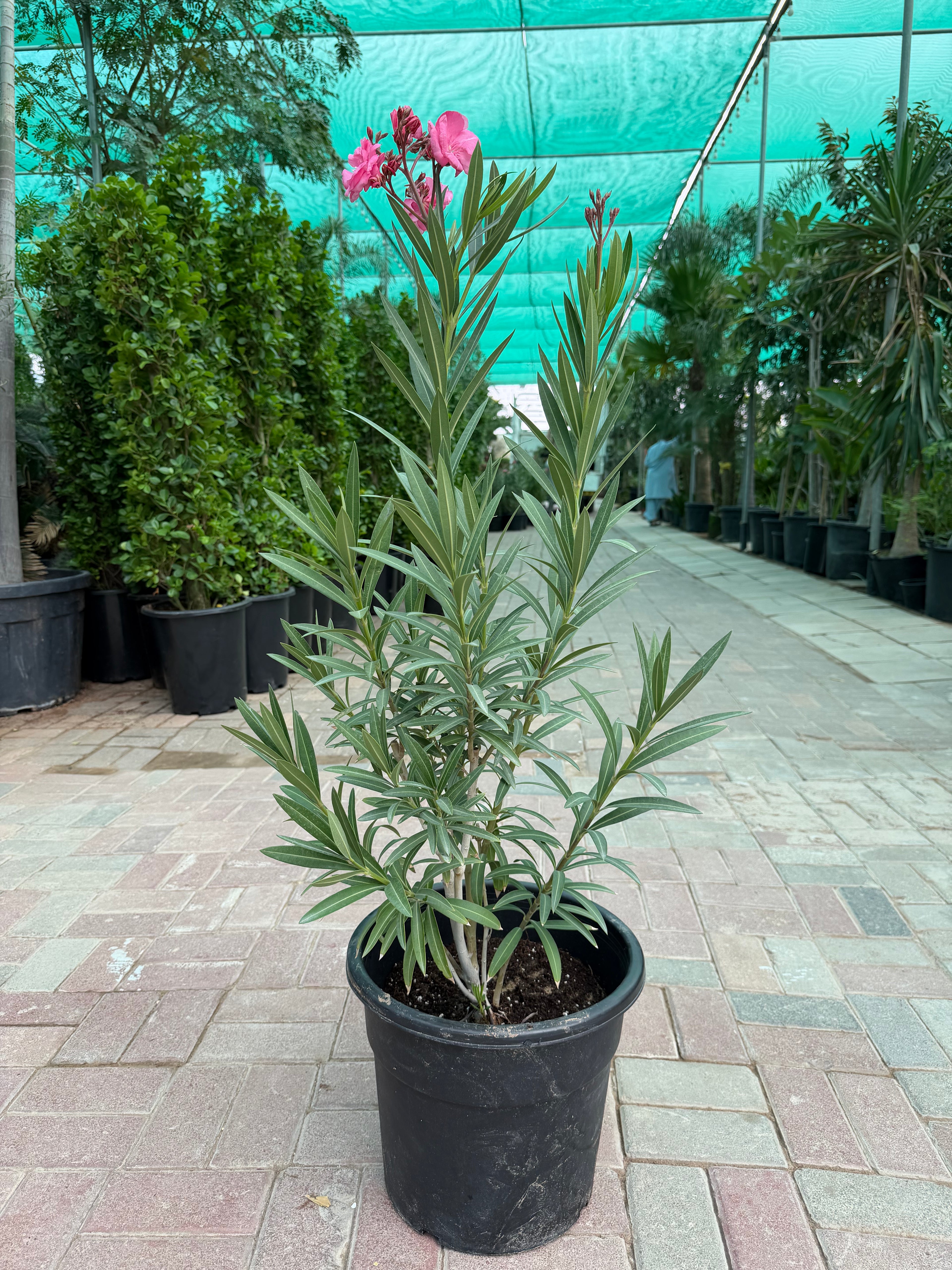 Nerium Oleander