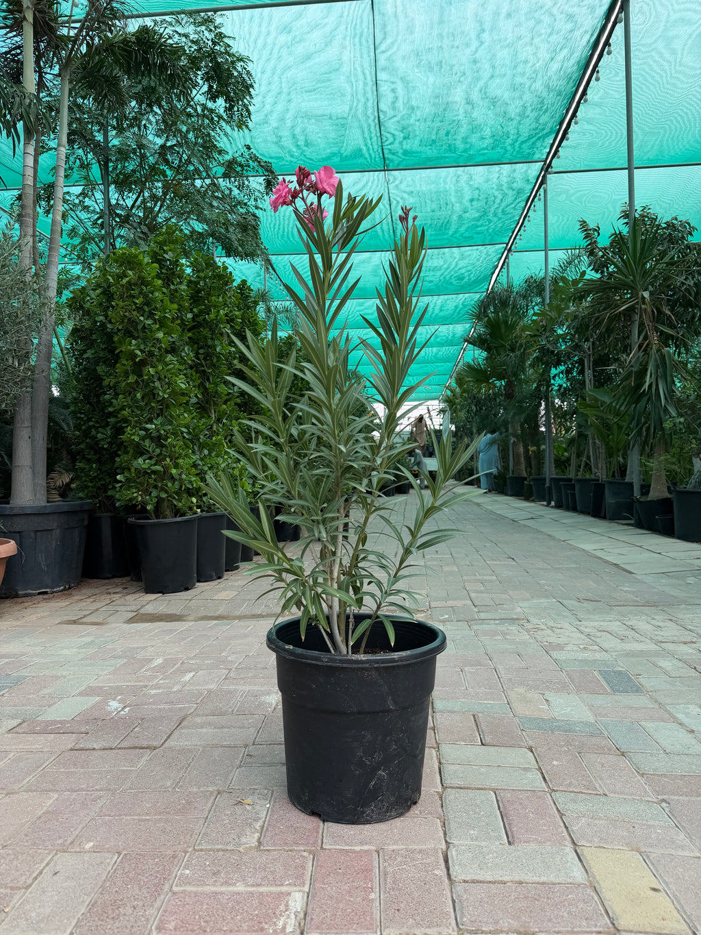 Nerium Oleander