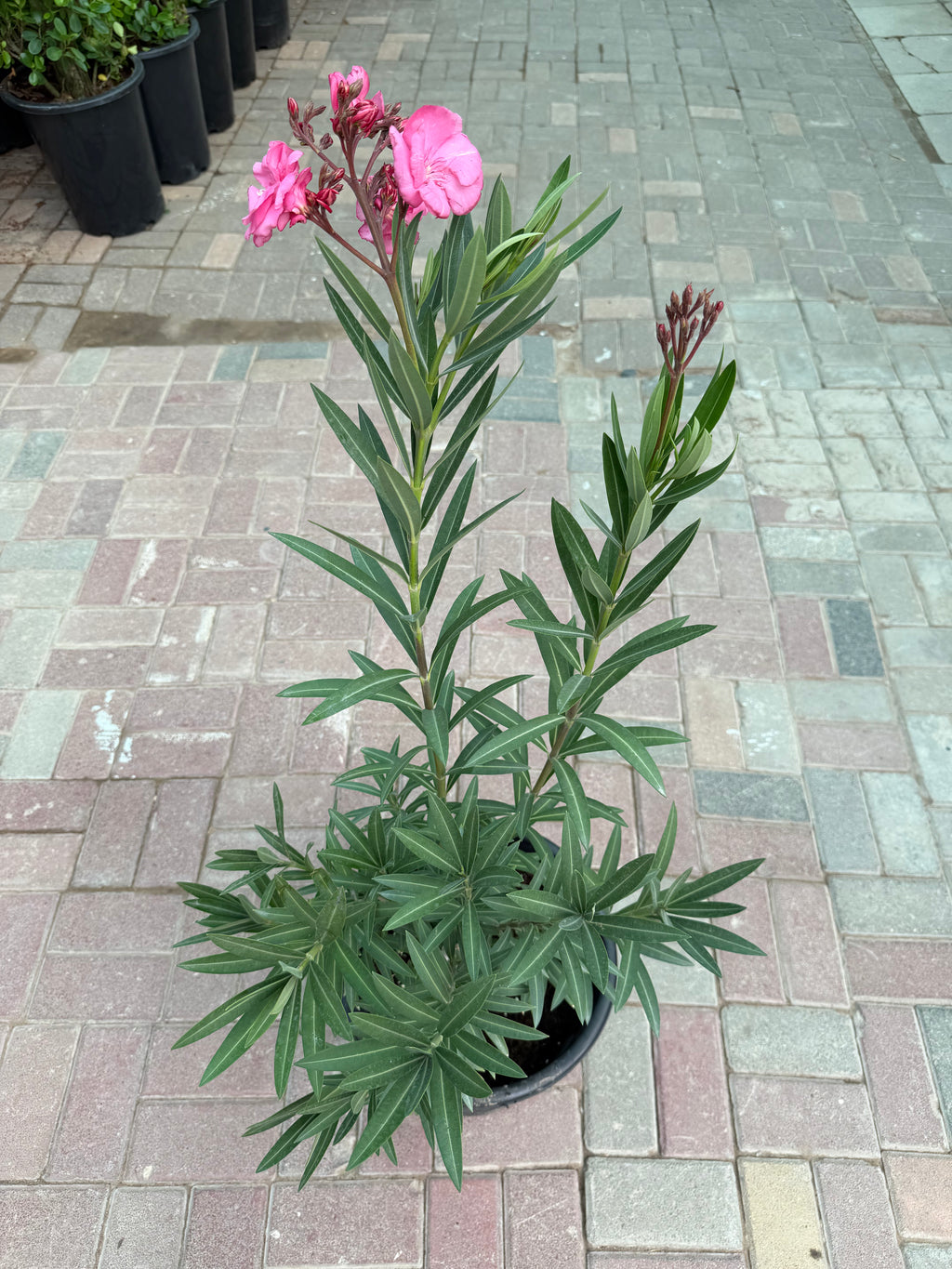 Nerium Oleander