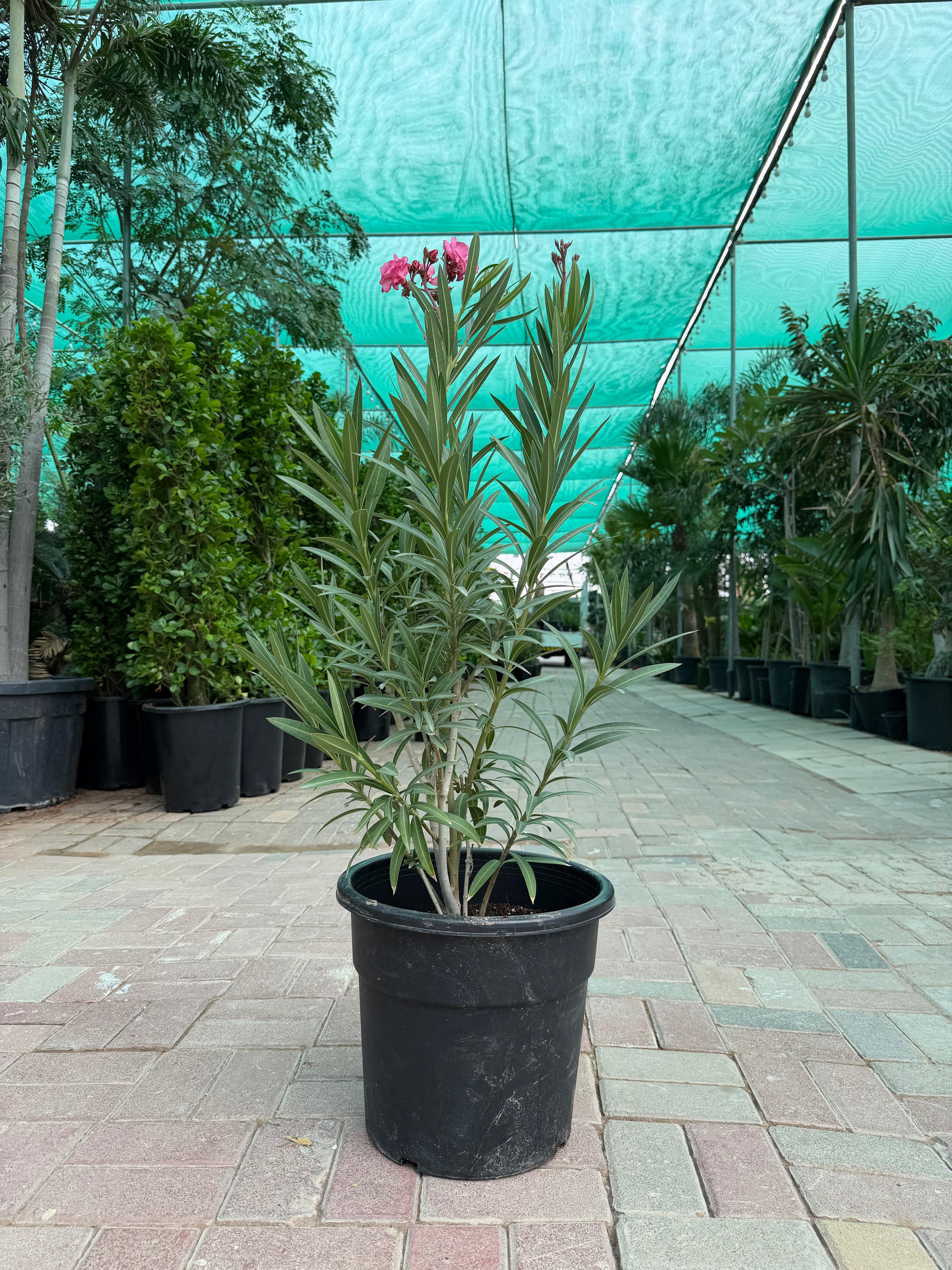 Nerium Oleander
