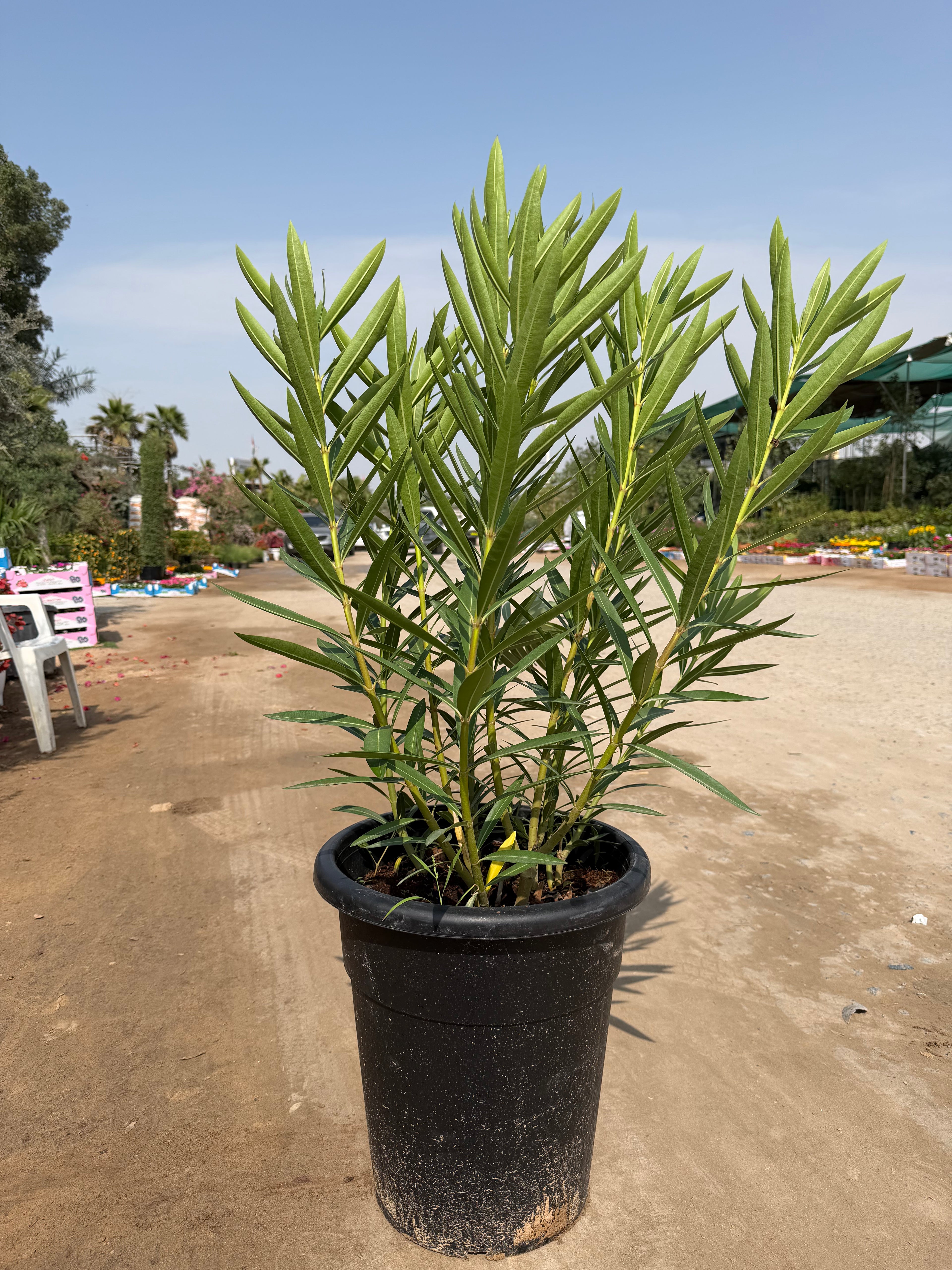 Conocarpus (Damaas)
