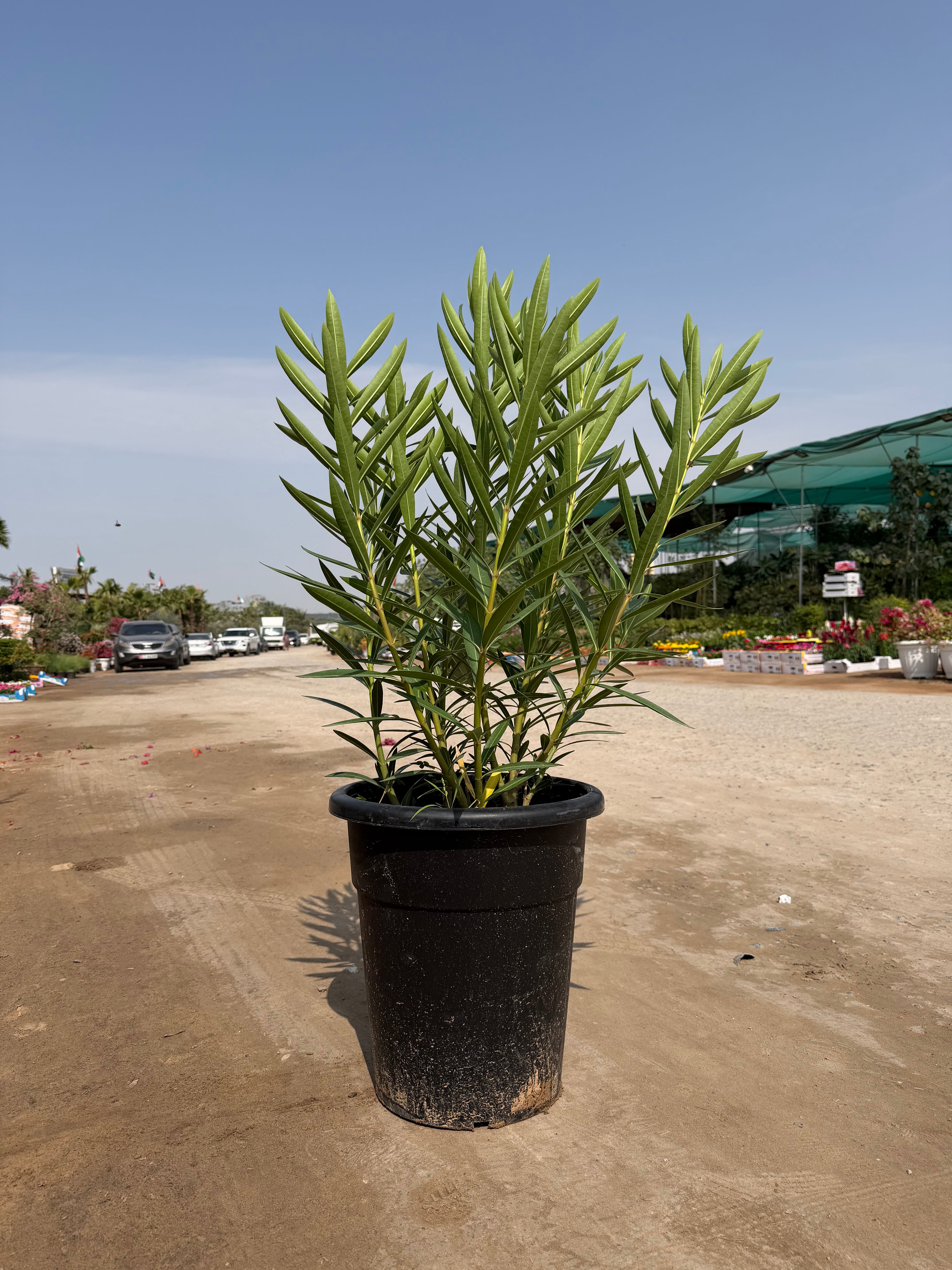 Conocarpus (Damaas)