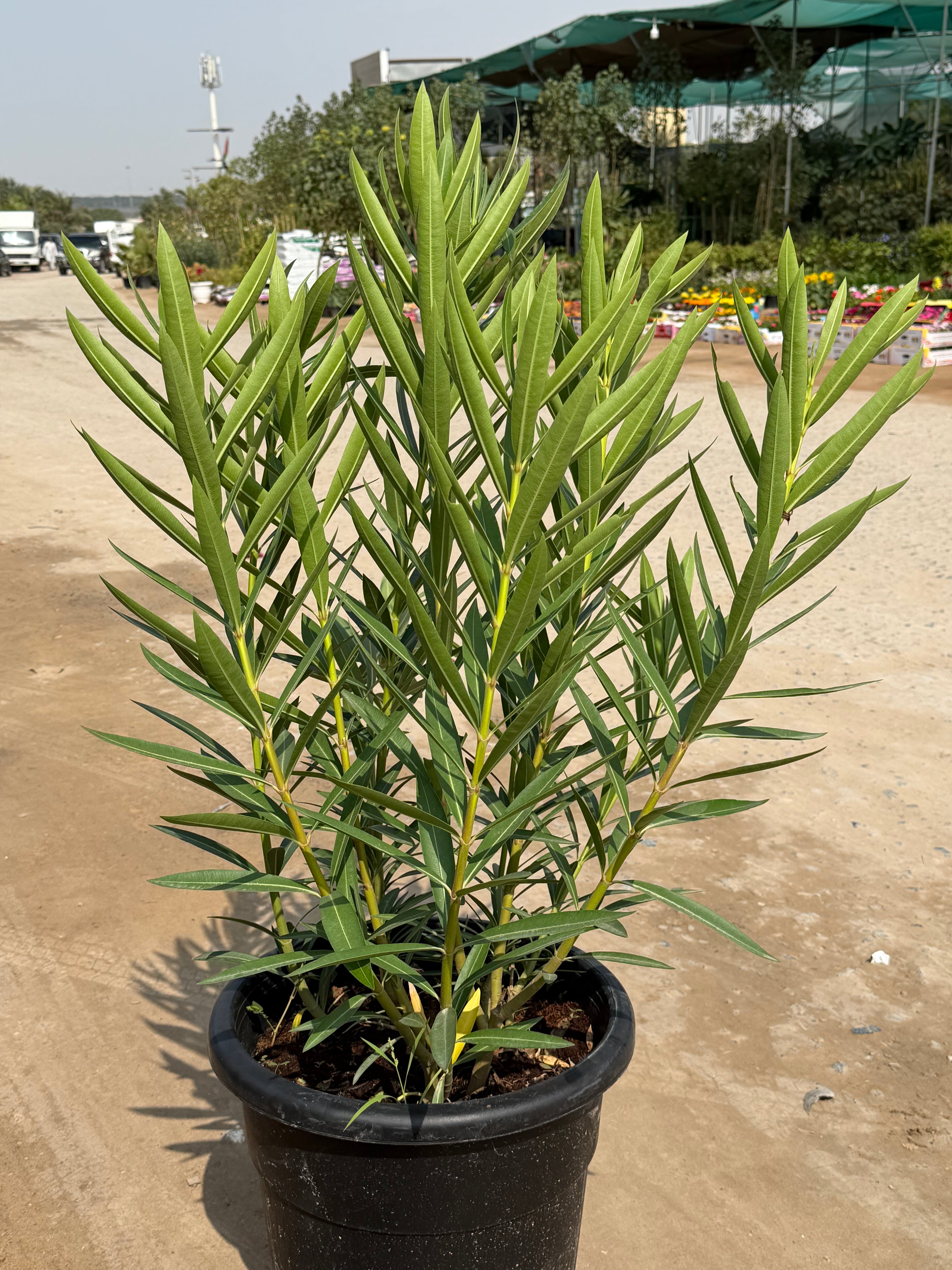 Conocarpus (Damaas)
