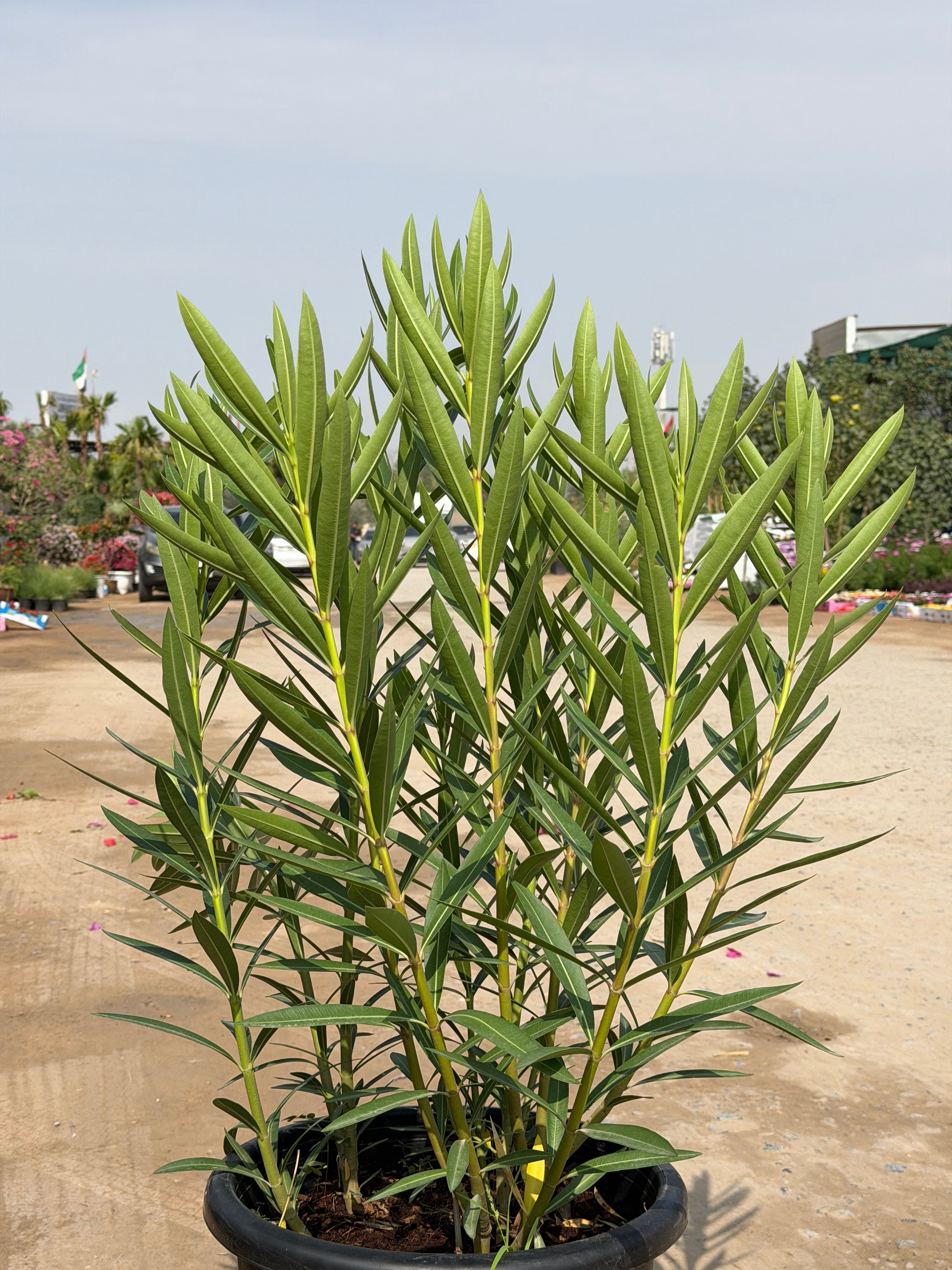 Conocarpus (Damaas)