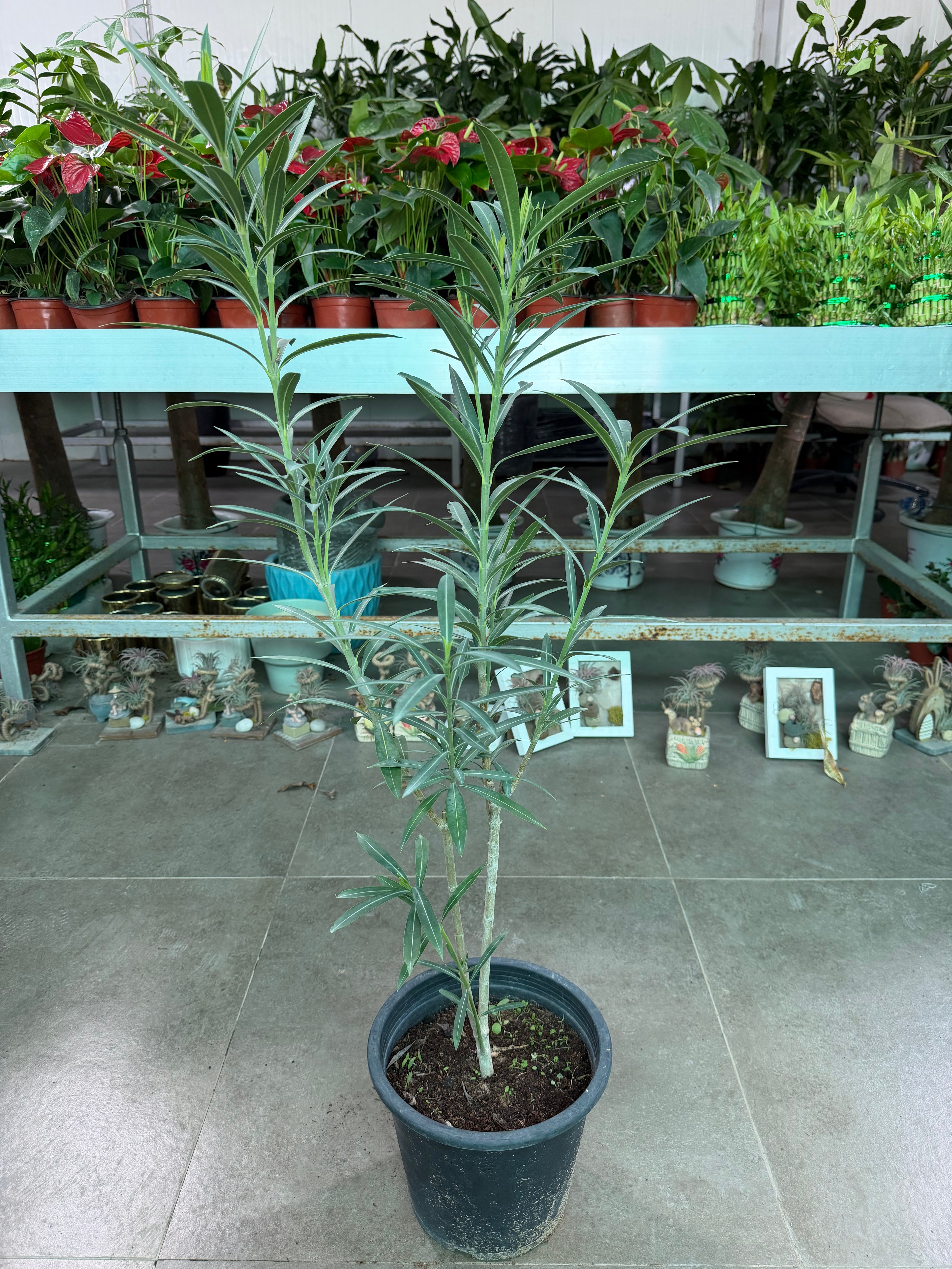 Nerium Oleander