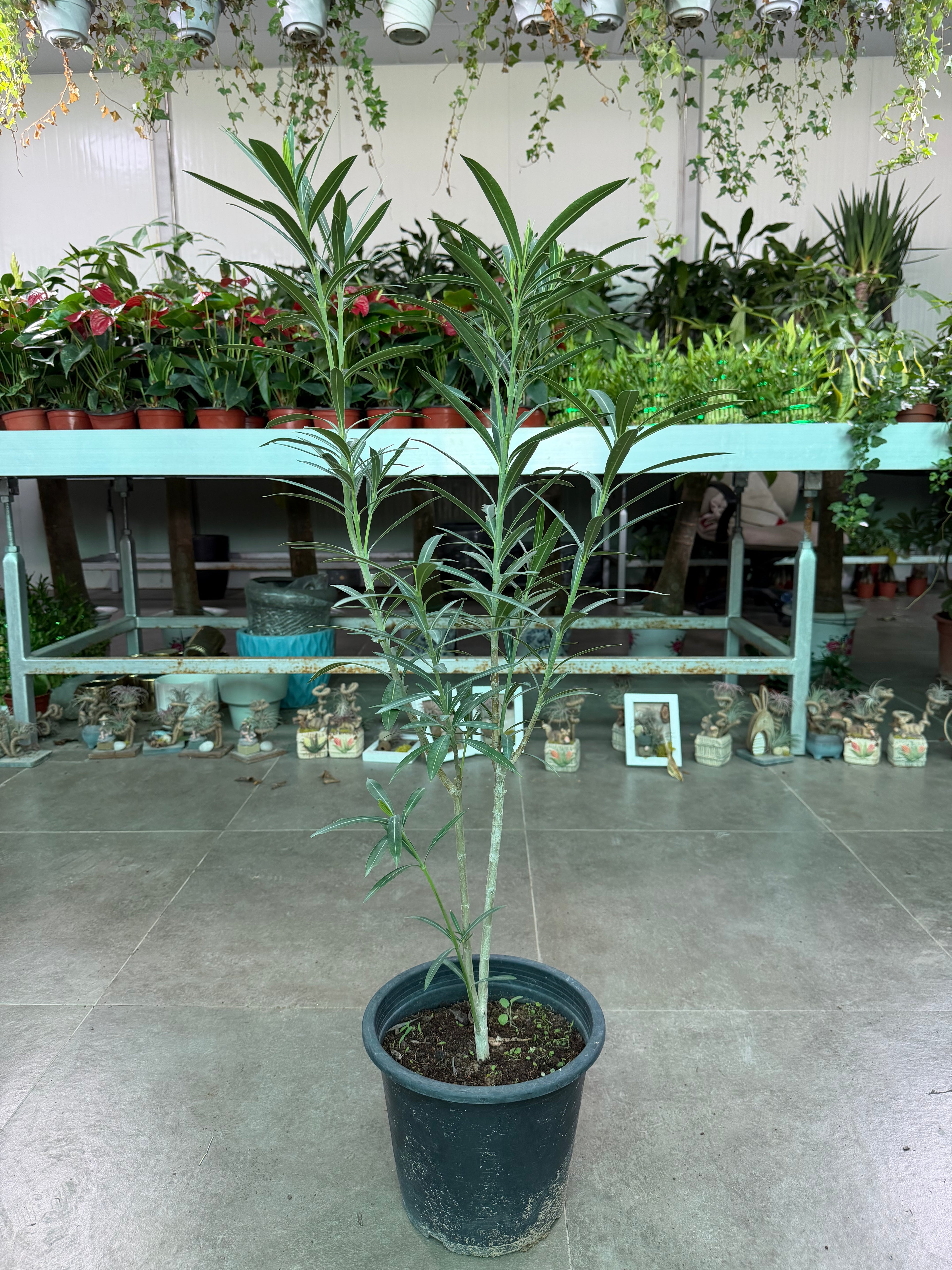Nerium Oleander