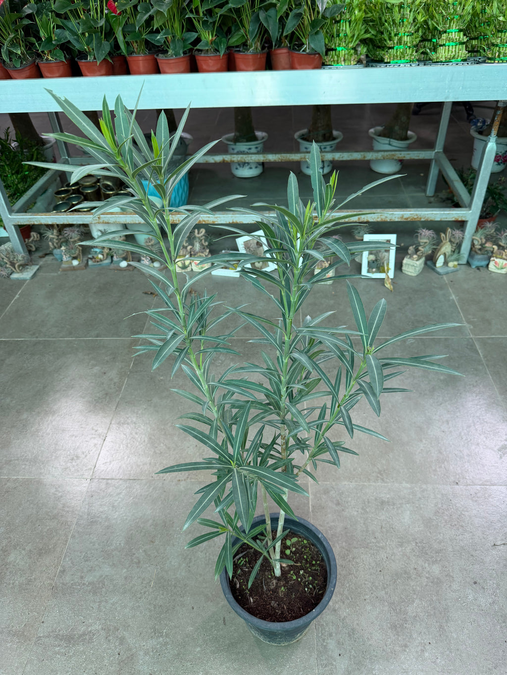 Nerium Oleander